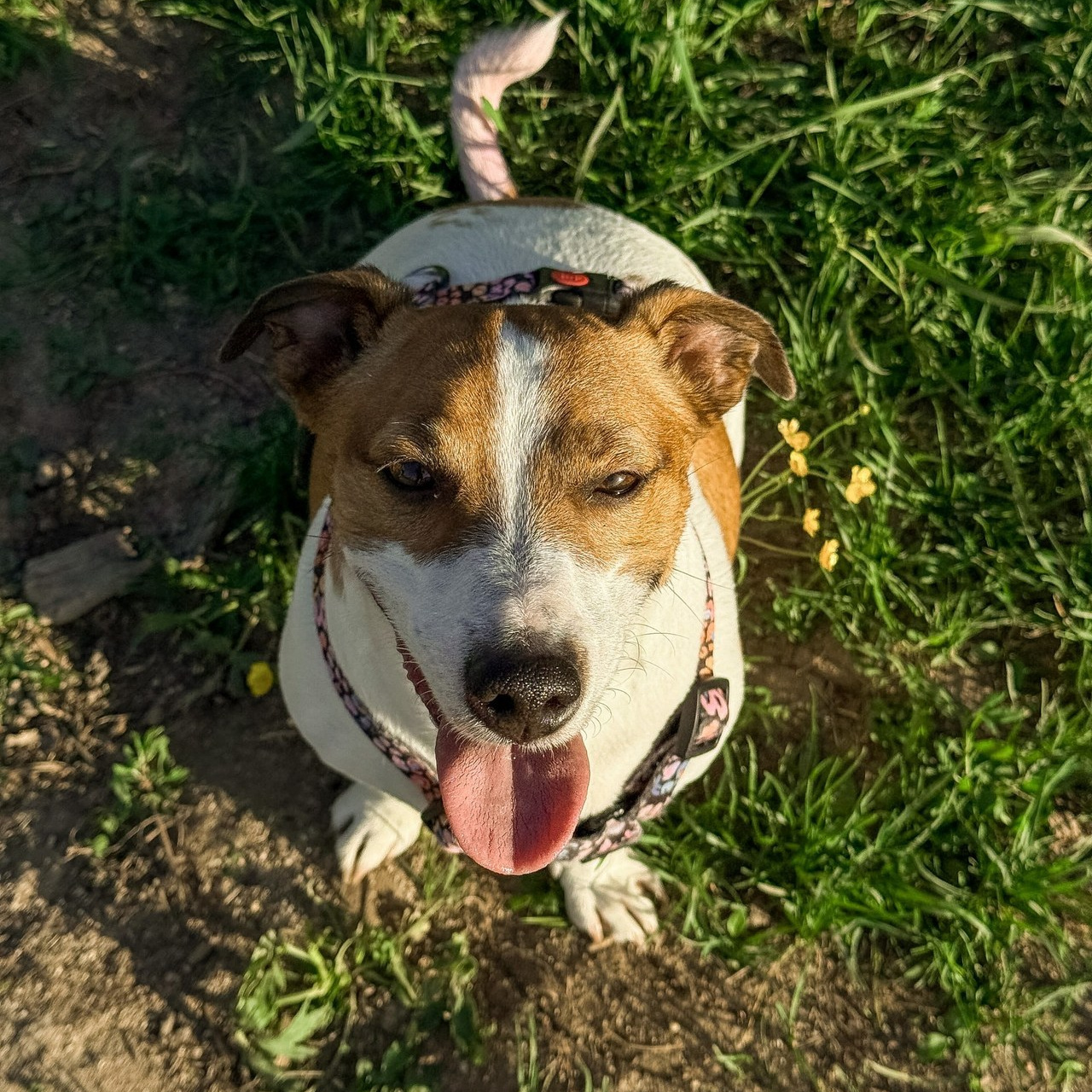 Отзывы. Фотограф-анималист в Москве Екатерина Тихонова