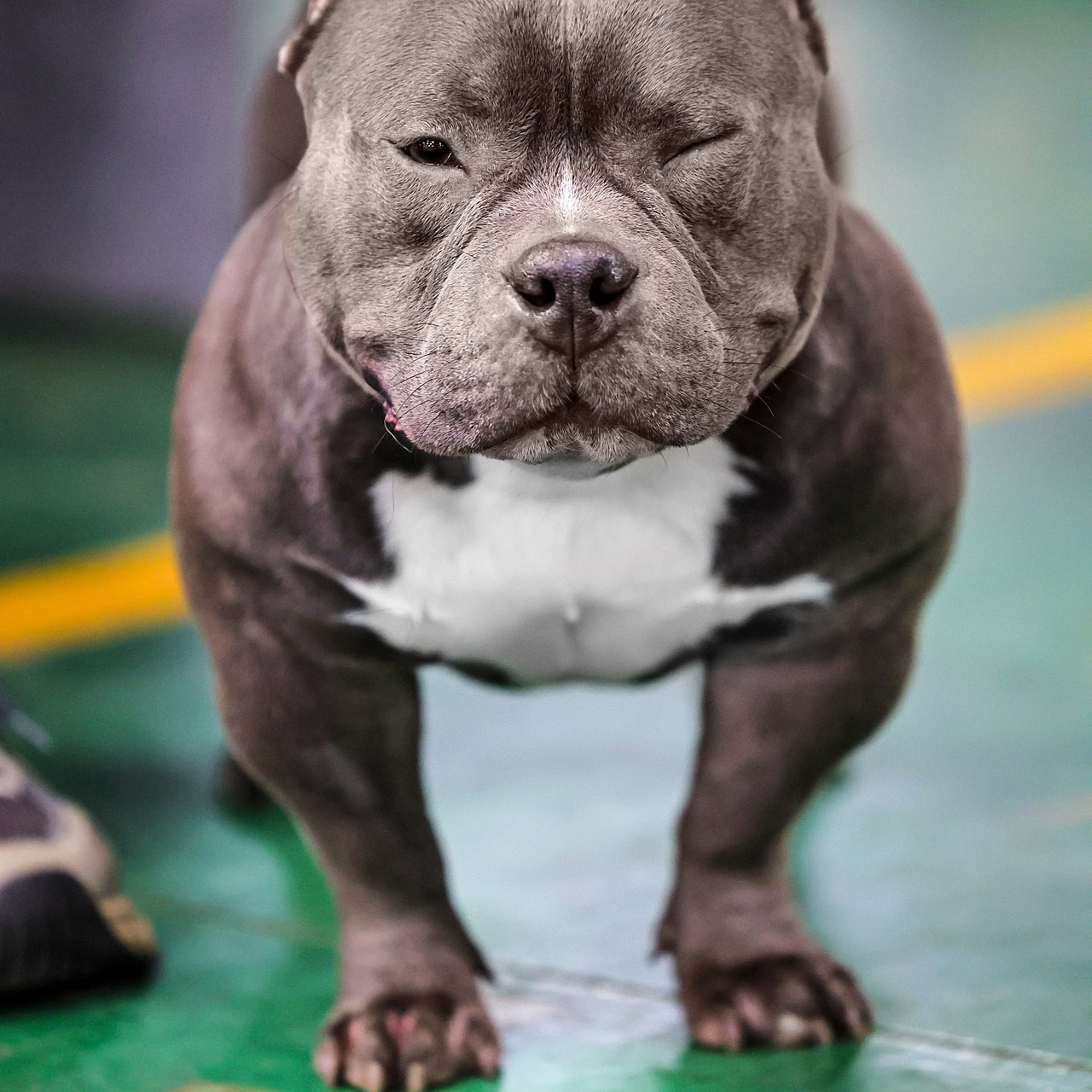 Отзывы. Борис Артамонов фотограф — анималист. Москва