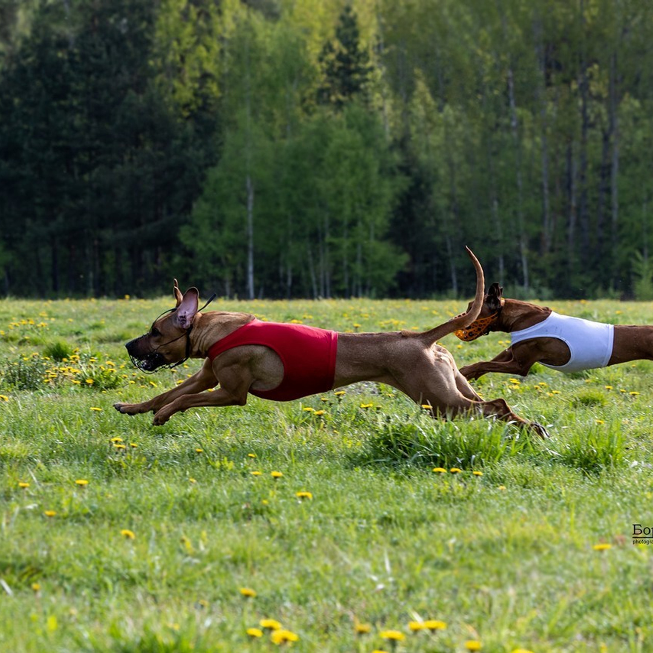 Отзывы. Борис Артамонов фотограф — анималист. Москва