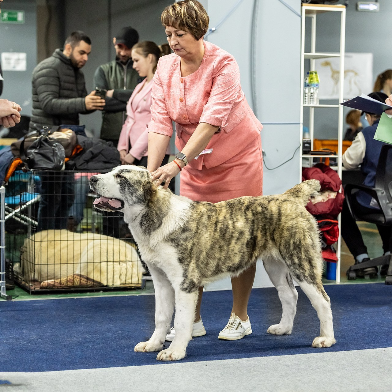 Отзывы. Борис Артамонов фотограф — анималист. Москва