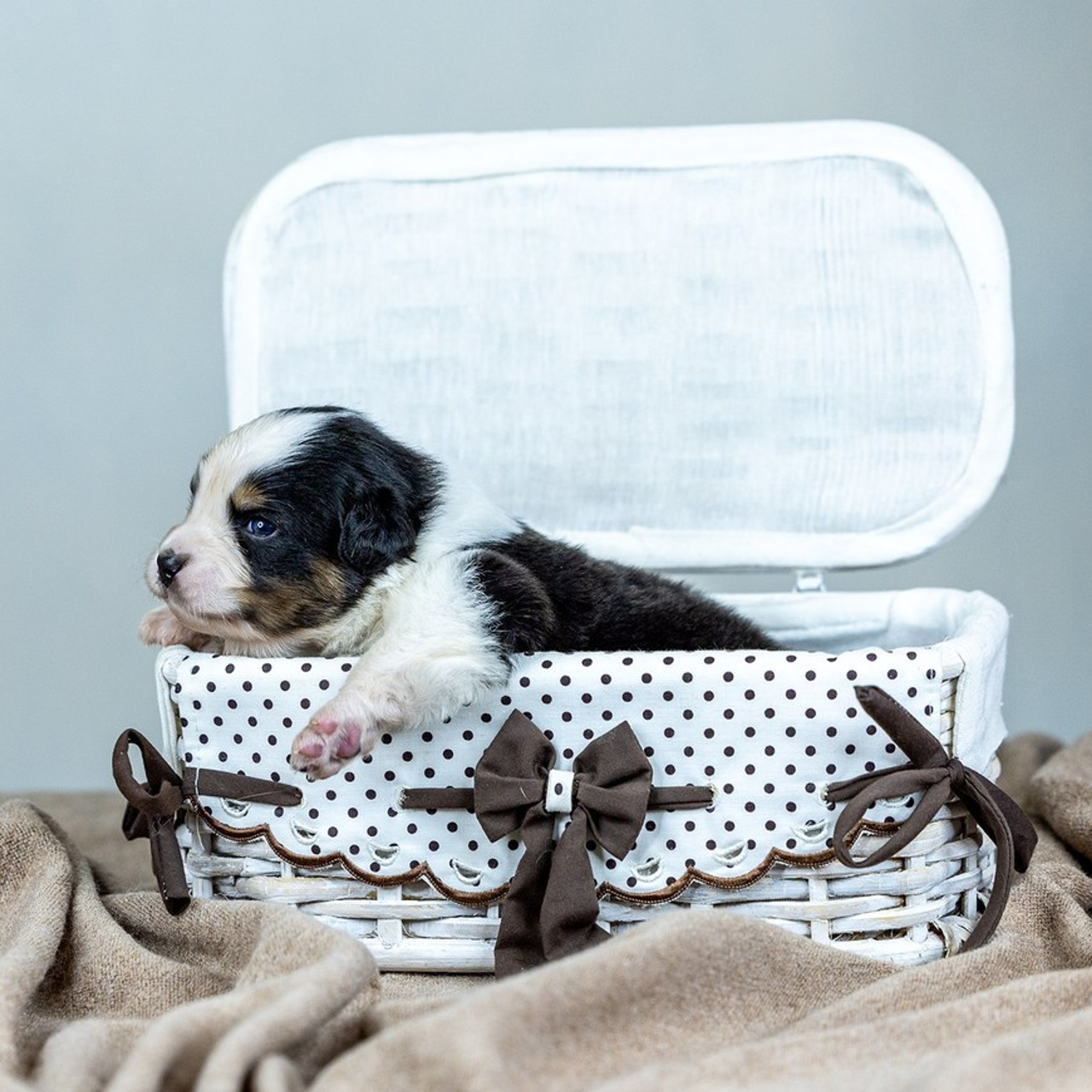 Отзывы. Борис Артамонов фотограф — анималист. Москва