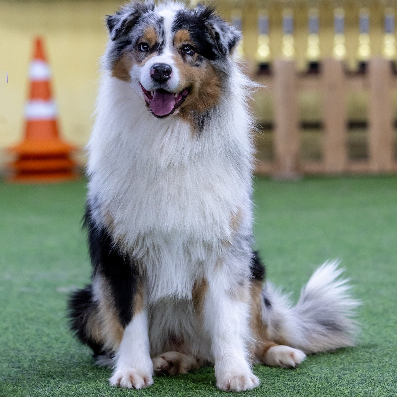Отзывы. Борис Артамонов фотограф — анималист. Москва