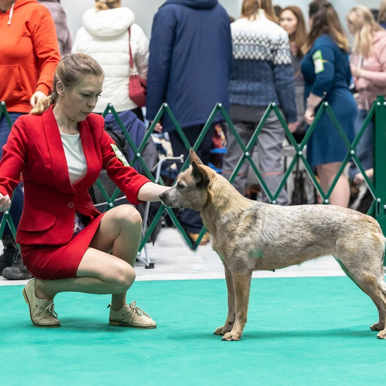Отзывы. Борис Артамонов фотограф — анималист. Москва