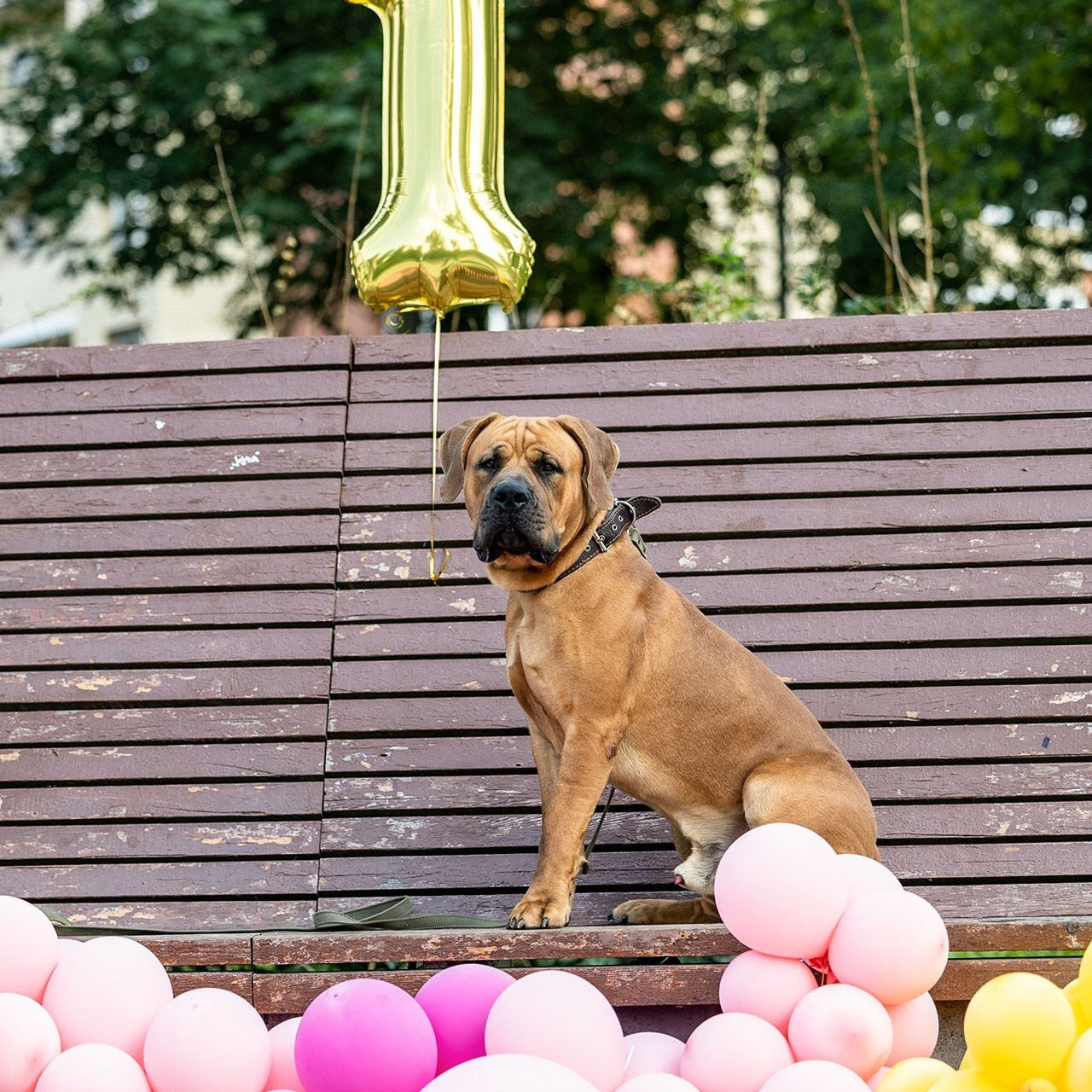 Отзывы. Борис Артамонов фотограф — анималист. Москва