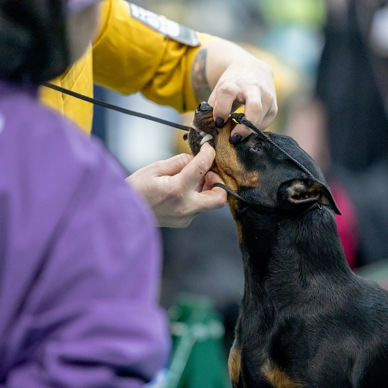 Отзывы. Борис Артамонов фотограф — анималист. Москва