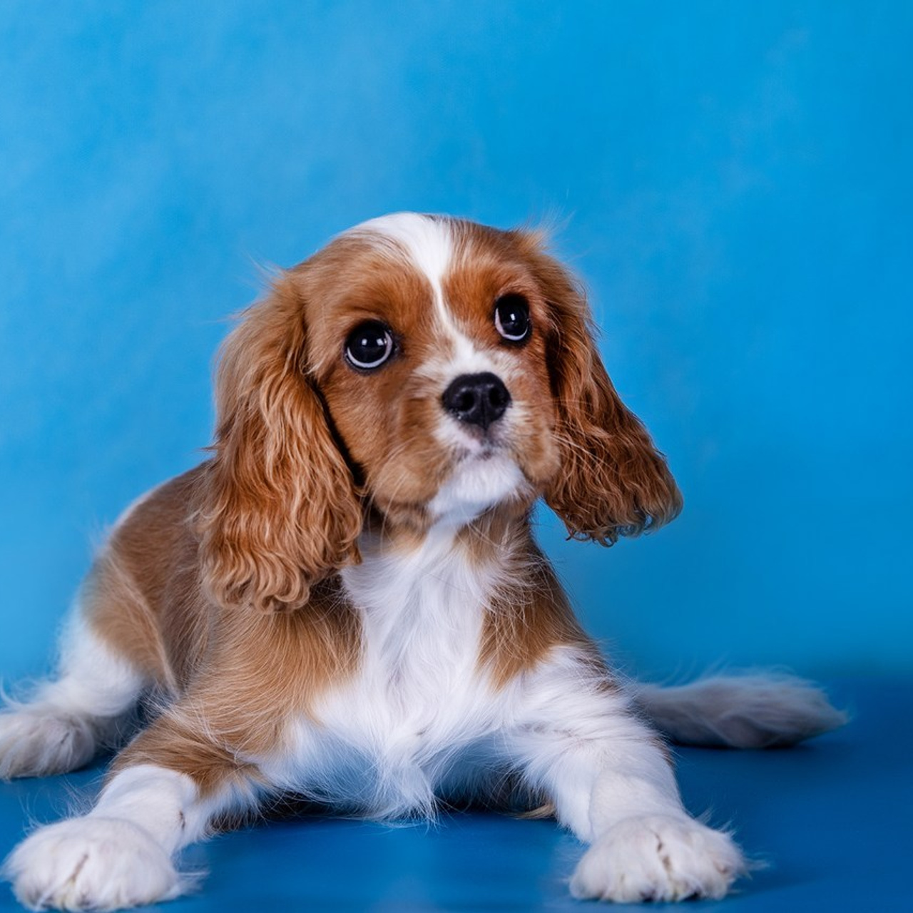 Отзывы. Борис Артамонов фотограф — анималист. Москва