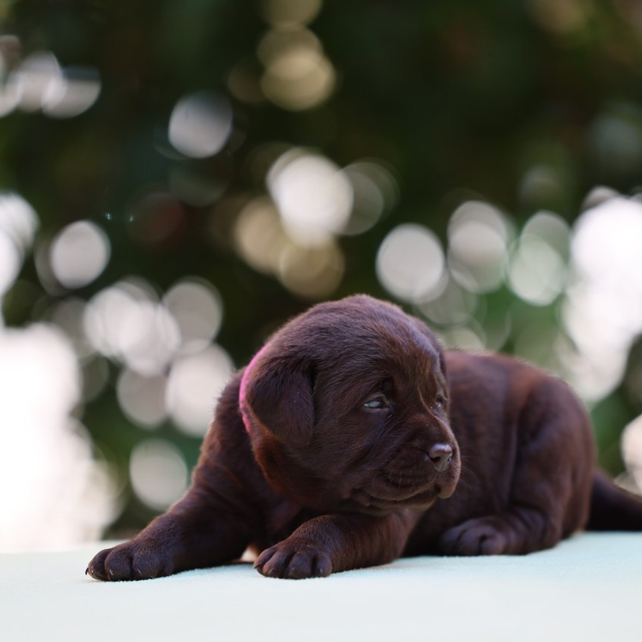 Отзывы. Борис Артамонов фотограф — анималист. Москва