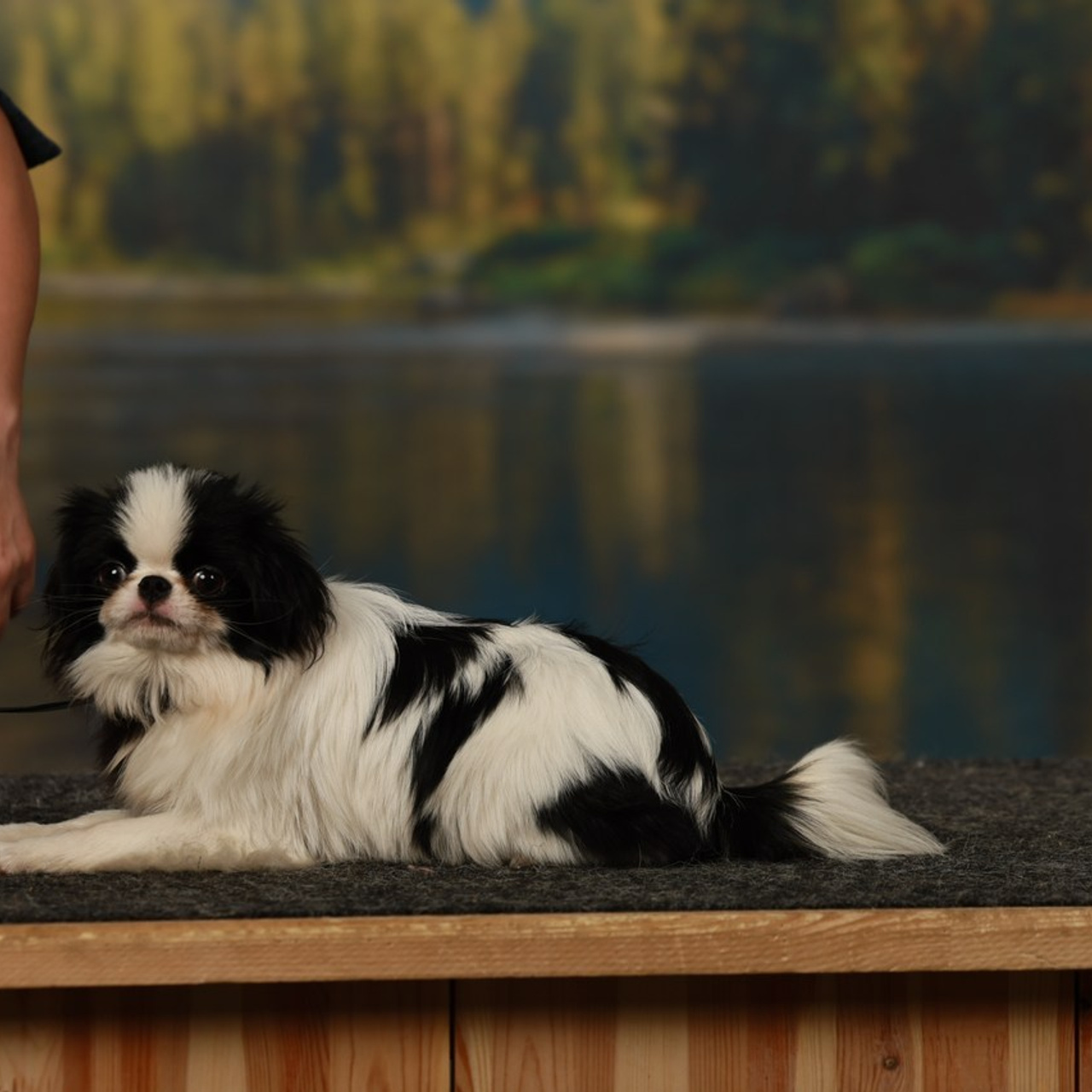 Отзывы. Борис Артамонов фотограф — анималист. Москва