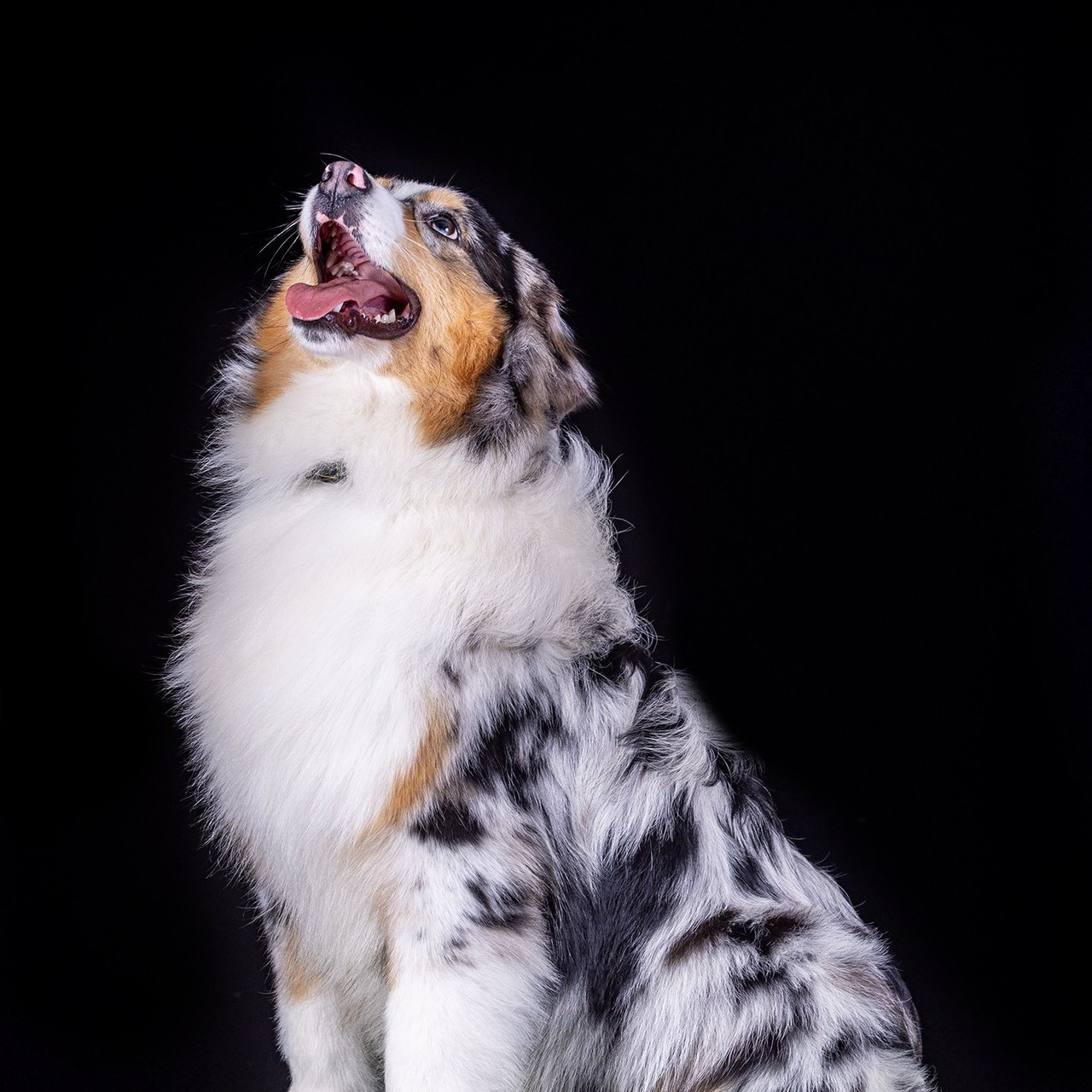 Отзывы. Борис Артамонов фотограф — анималист. Москва