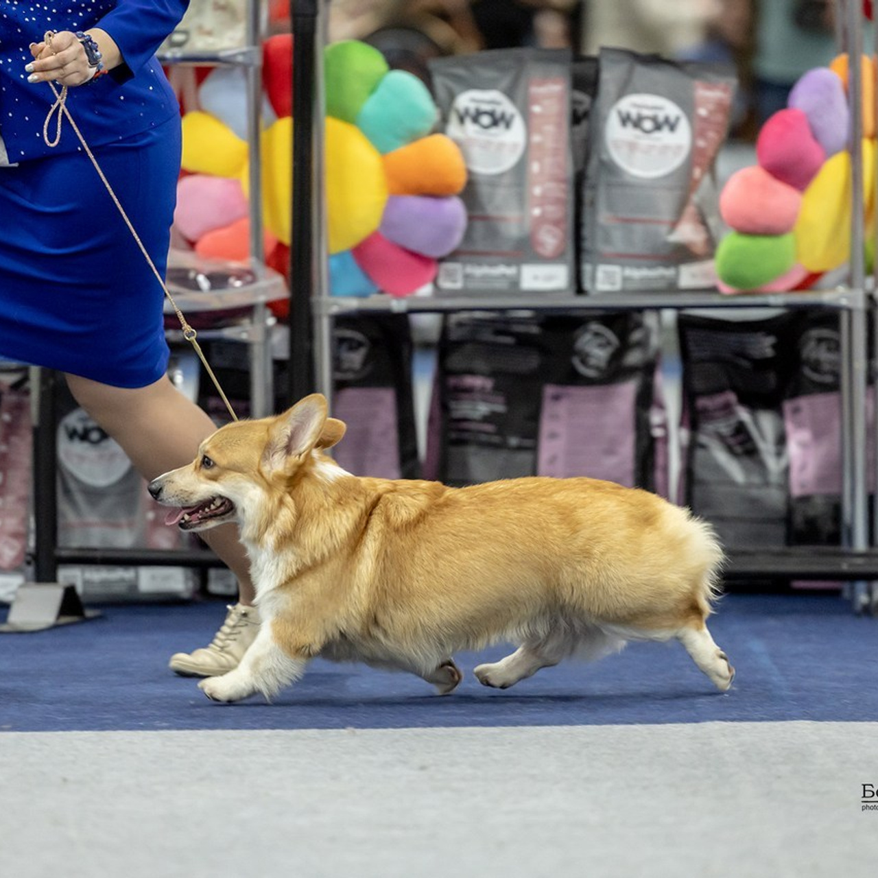 Отзывы. Борис Артамонов фотограф — анималист. Москва