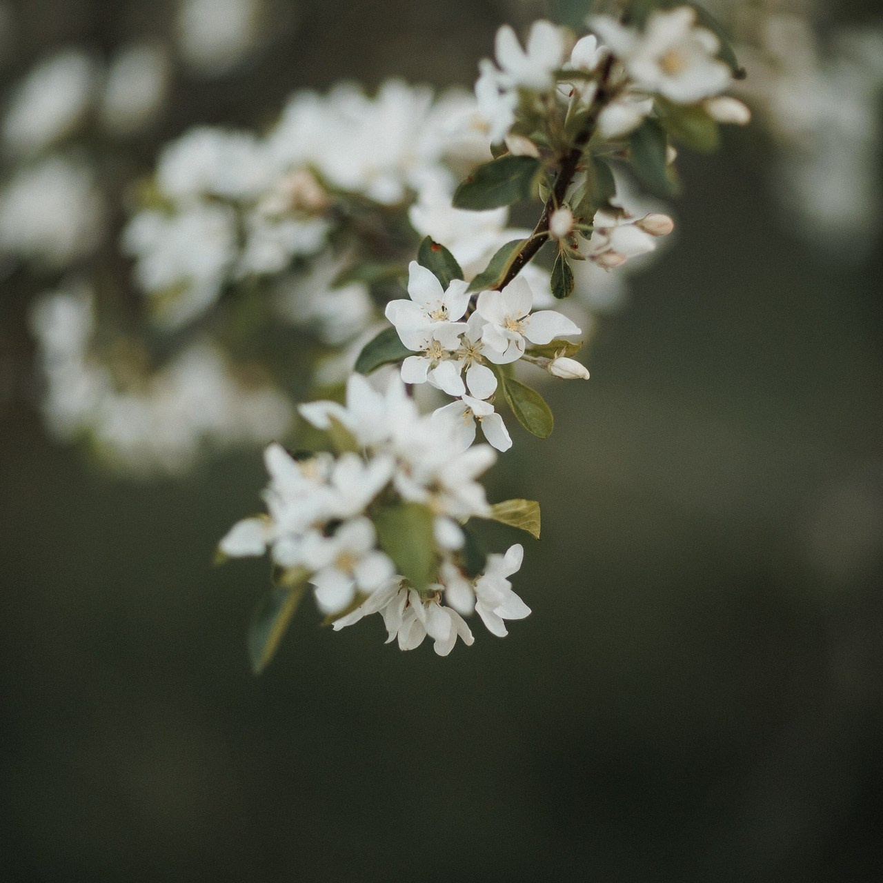 Отзывы. Семейный, свадебный и персональный фотограф в Вологде Виктория Долгопо