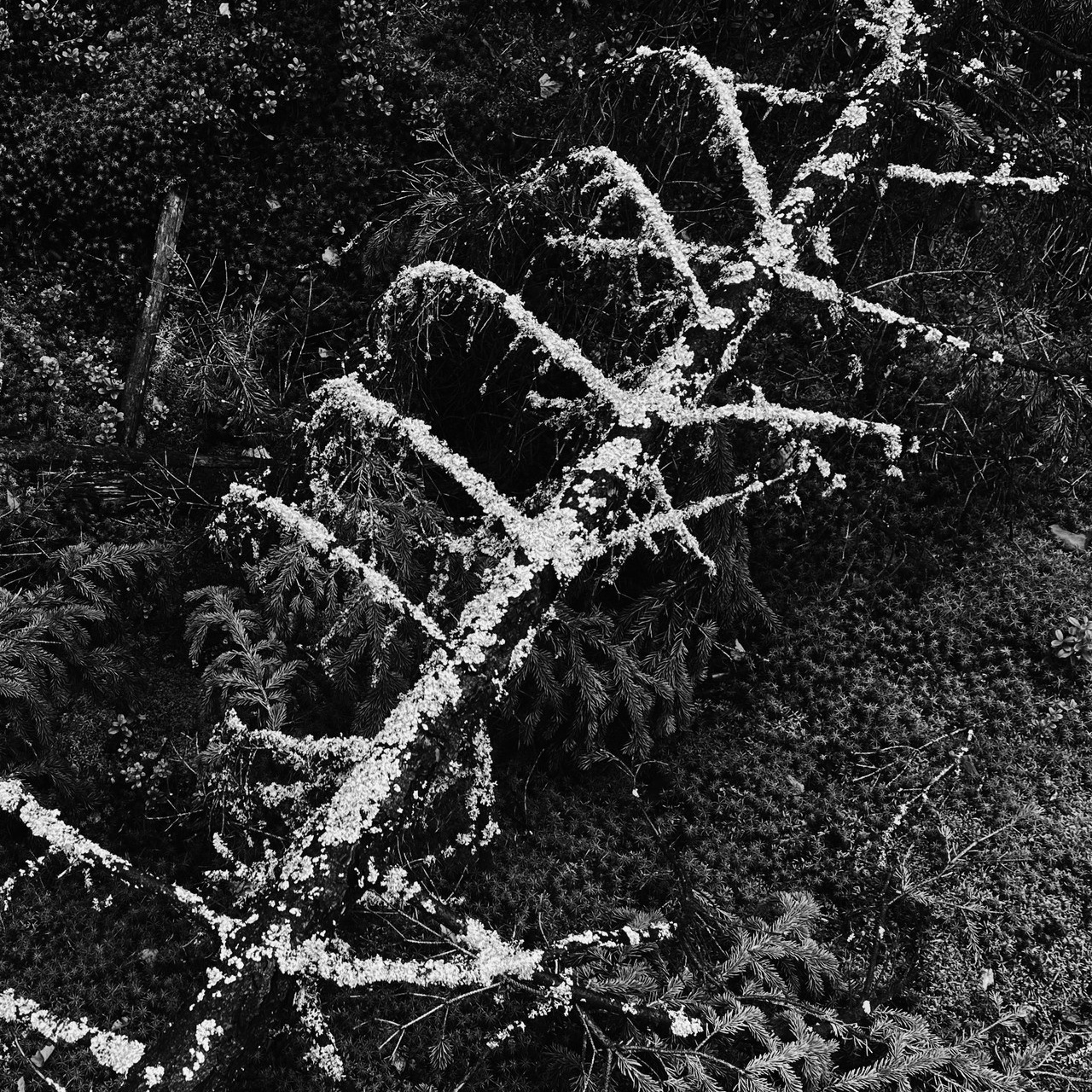 Отзывы. Семейный и женский фотограф в г. Киров