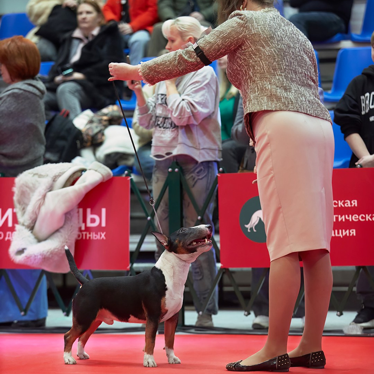 Шоу чемпионов «ЛУЧШИЕ СОБАКИ РОССИИ». ФОТОГРАФ-АНИМАЛИСТ l LANA POLYAKOVA