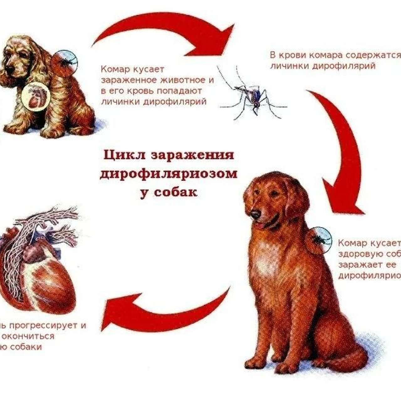 Внешние паразиты у собак: защита от клещей и блох | Блог TPOS