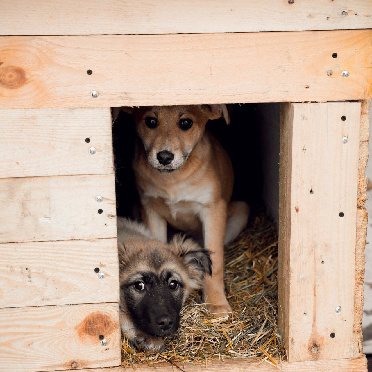 Отзывы. Фотосказка Семейный фотограф Юлия Вакулова Шатура Рошаль МО