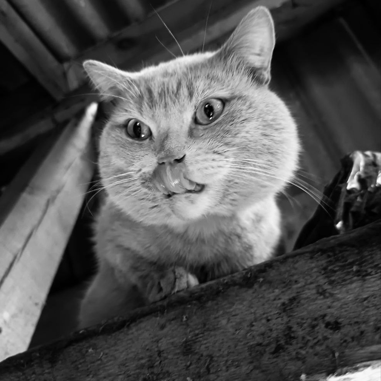 ДЕРЕВЕНСКАЯ ЖИЗНЬ. ДЕТАЛИ