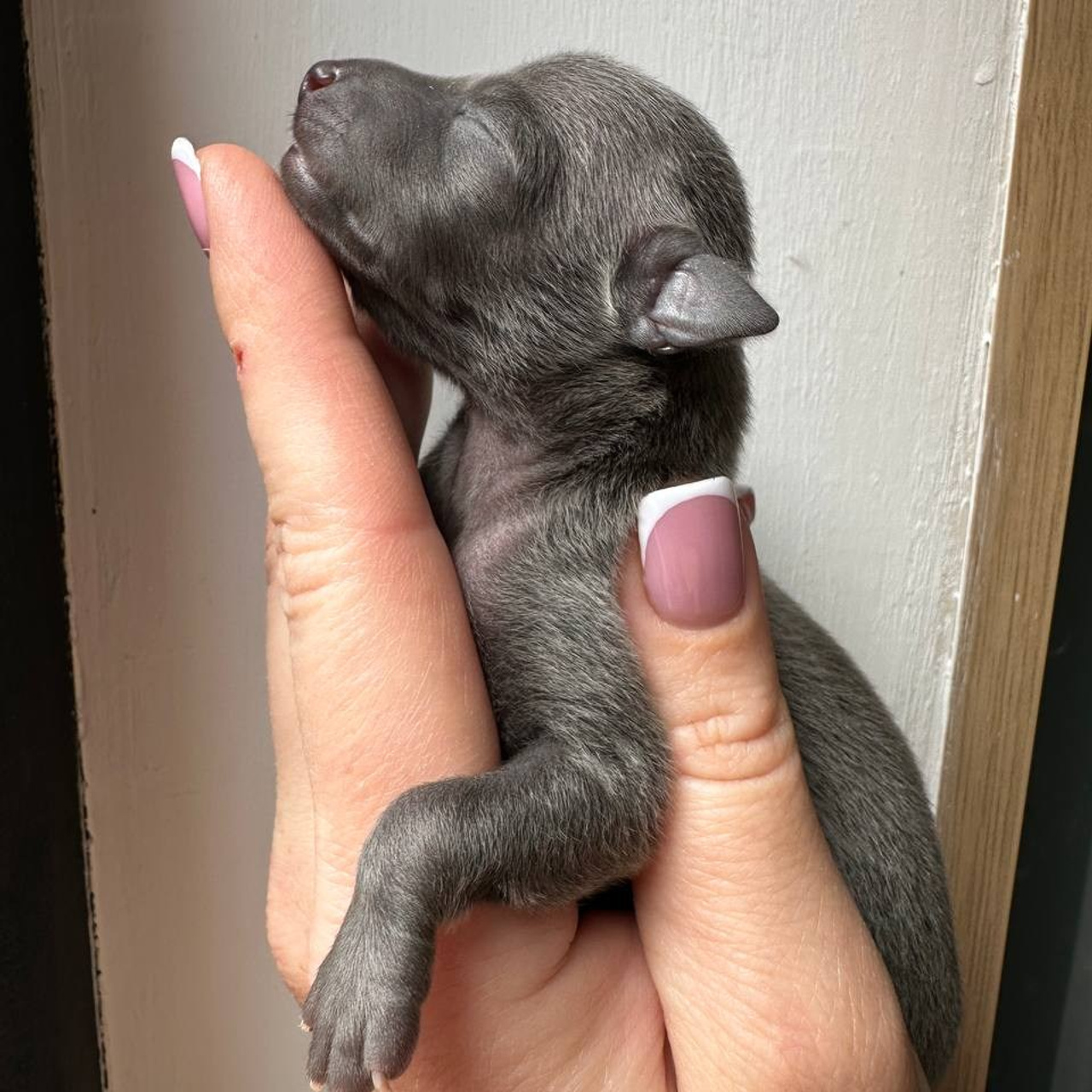 Весенние крошки. Профессиональный питомник левреток РКФ/FCI ASTI SAPPHIRE 💎 Сочи|Санкт-Петербург