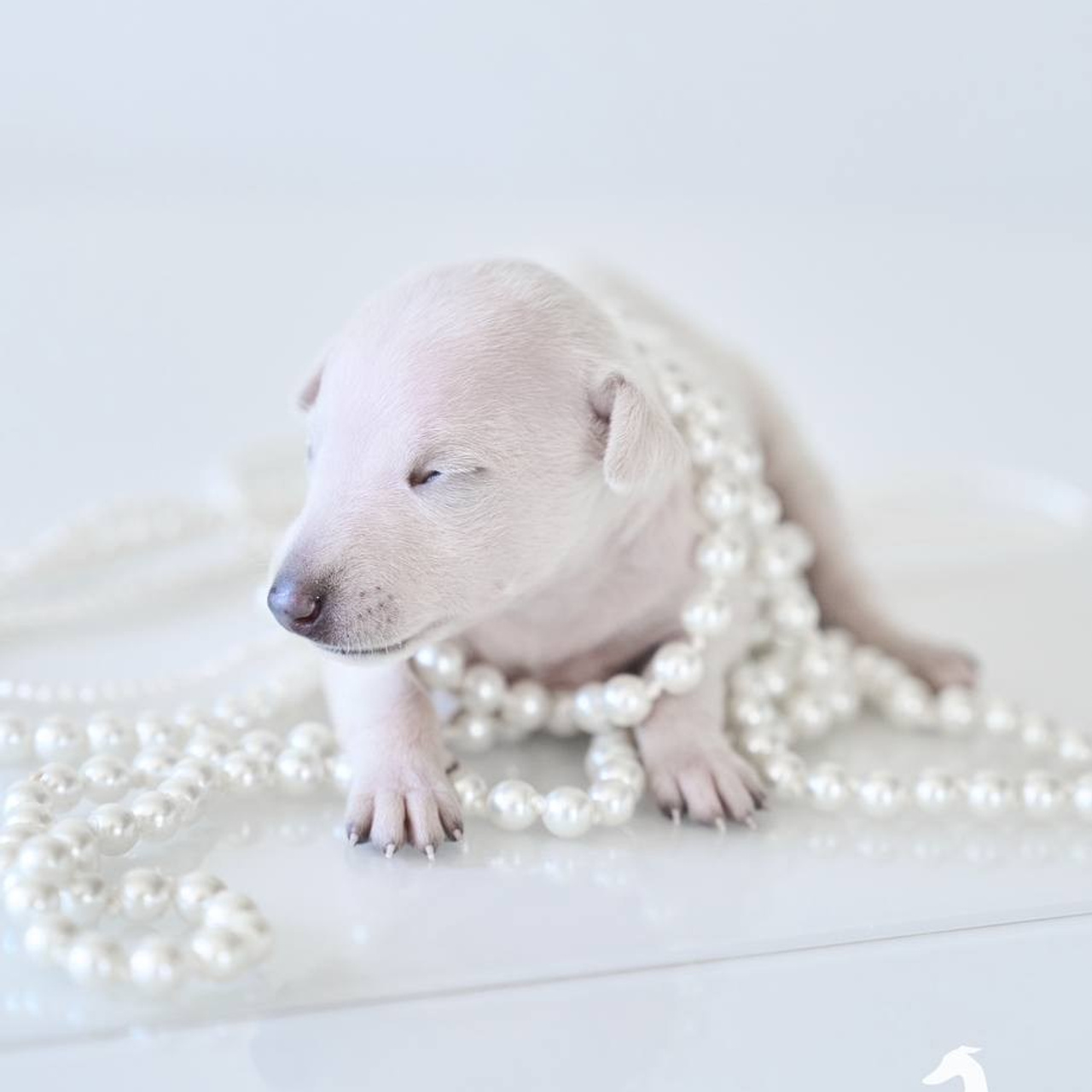 Jeremy & Jupiter. Профессиональный питомник левреток РКФ/FCI ASTI SAPPHIRE 💎 Сочи|Санкт-Петербург