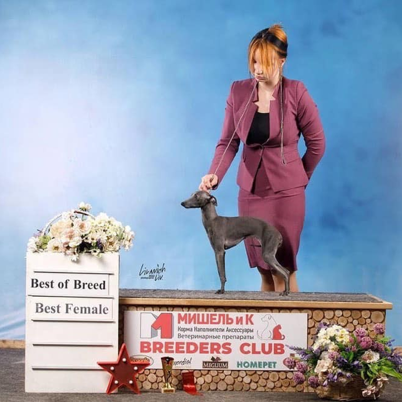 Asti Sapphire Olympia. Профессиональный питомник левреток РКФ/FCI ASTI SAPPHIRE 💎 Сочи|Санкт-Петербург