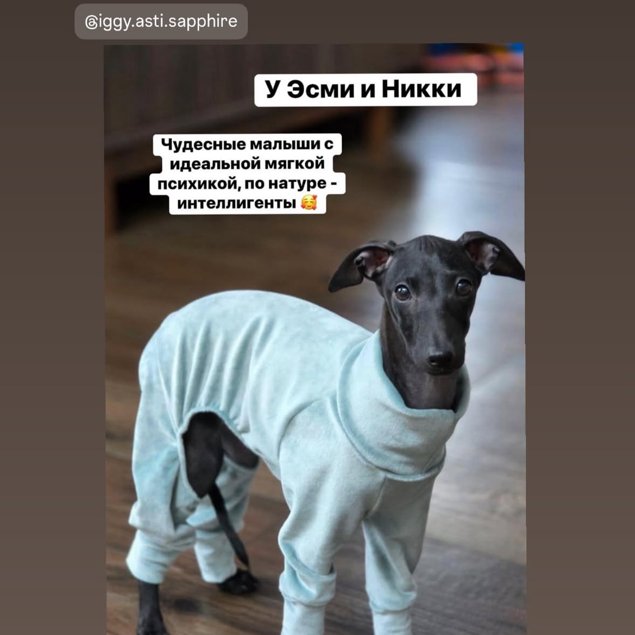 Отзывы от наших любимых владельцев. Профессиональный питомник левреток РКФ/FCI ASTI SAPPHIRE 💎 Сочи|Санкт-Петербург