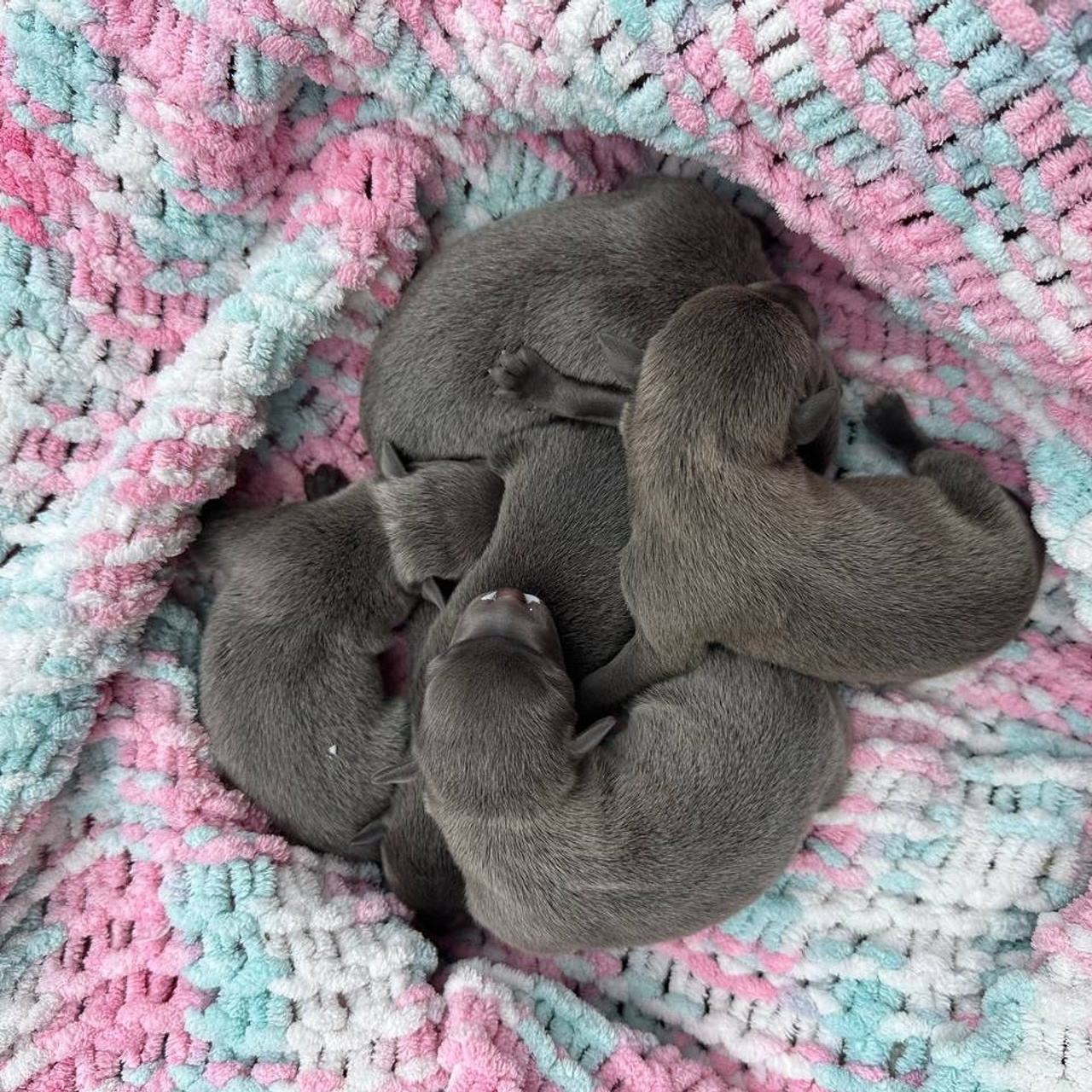 Весенние крошки. Профессиональный питомник левреток РКФ/FCI ASTI SAPPHIRE 💎 Сочи|Санкт-Петербург