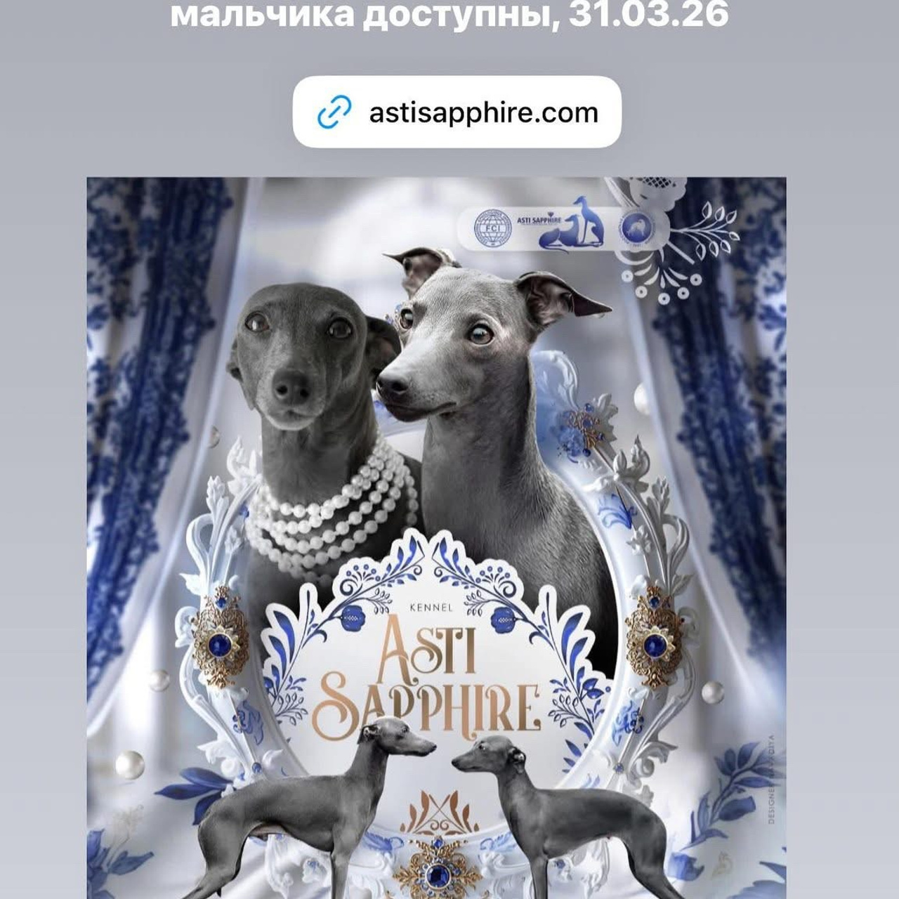 Итоги марта. Профессиональный питомник левреток РКФ/FCI ASTI SAPPHIRE 💎 Сочи|Санкт-Петербург