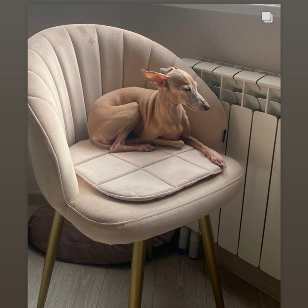 Отзывы от наших любимых владельцев. Профессиональный питомник левреток РКФ/FCI ASTI SAPPHIRE 💎 Сочи|Санкт-Петербург