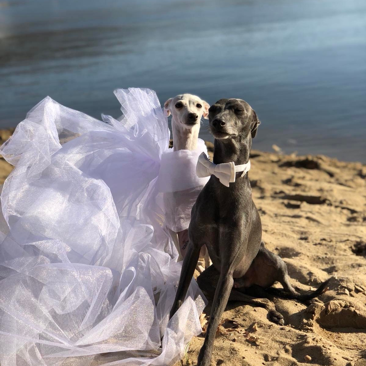 Отзывы. Профессиональный питомник левреток РКФ/FCI ASTI SAPPHIRE 💎 Сочи|Санкт-Петербург