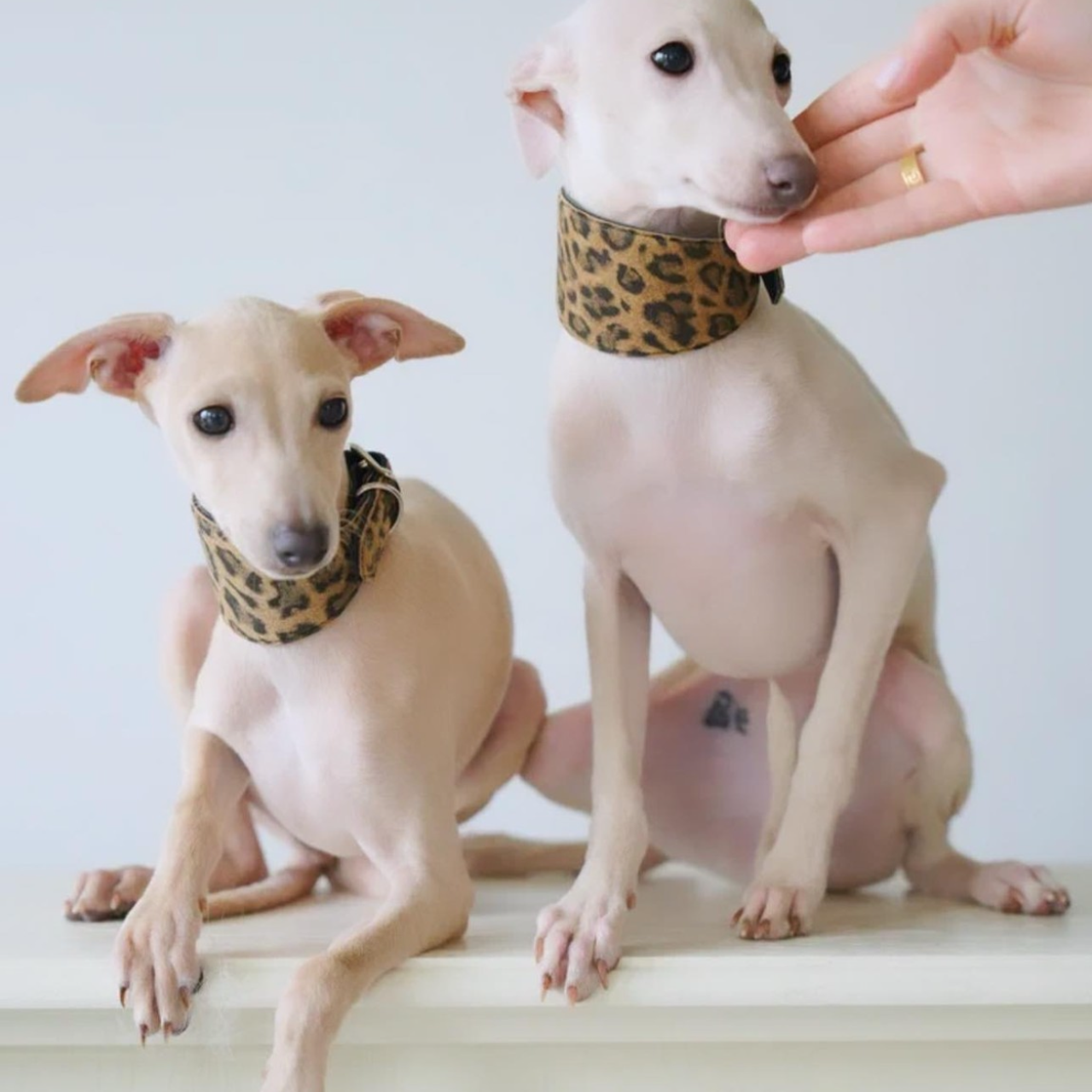 Отзывы от наших любимых владельцев. Профессиональный питомник левреток РКФ/FCI ASTI SAPPHIRE 💎 Сочи|Санкт-Петербург