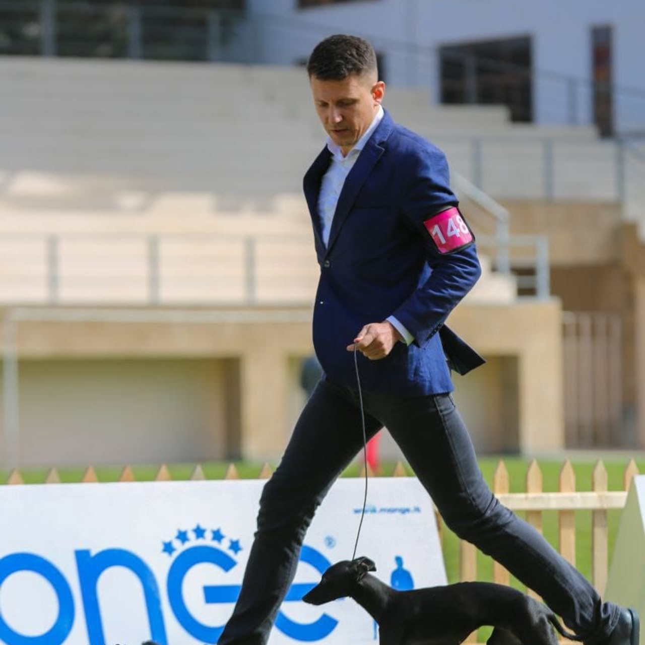 Несравненная Чара. Профессиональный питомник левреток РКФ/FCI ASTI SAPPHIRE 💎 Сочи|Санкт-Петербург