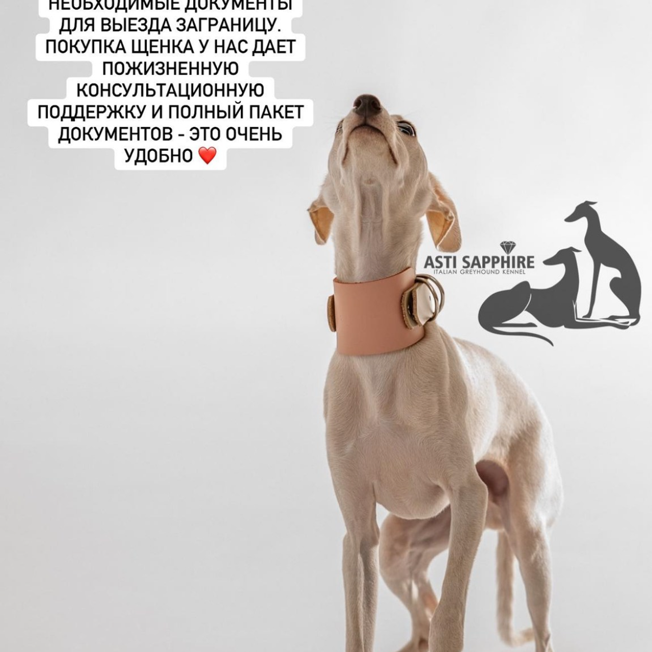 Отзывы от наших любимых владельцев. Профессиональный питомник левреток РКФ/FCI ASTI SAPPHIRE 💎 Сочи|Санкт-Петербург