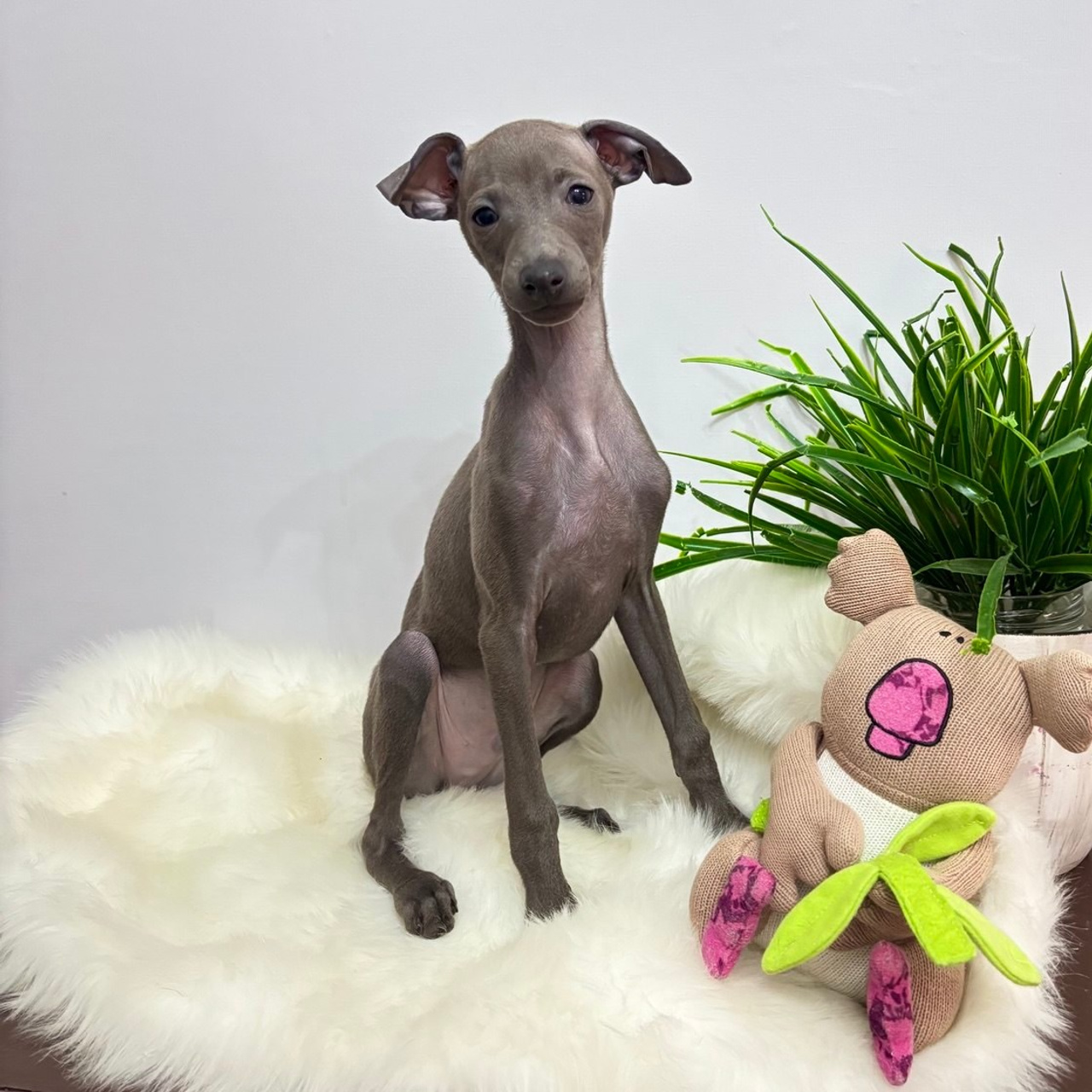 Альбомы с фотографиями щенков левретки. Профессиональный питомник левреток РКФ/FCI ASTI SAPPHIRE 💎 Сочи|Санкт-Петербург