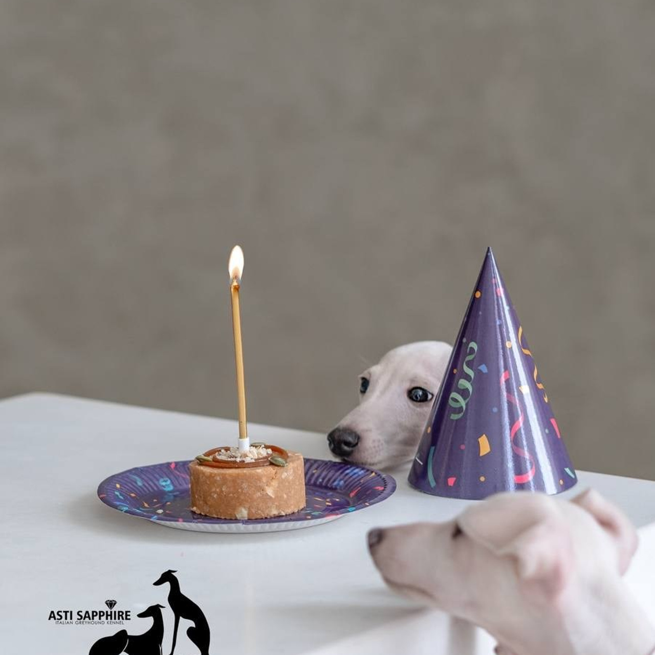 Jeremy & Jupiter. Профессиональный питомник левреток РКФ/FCI ASTI SAPPHIRE 💎 Сочи|Санкт-Петербург