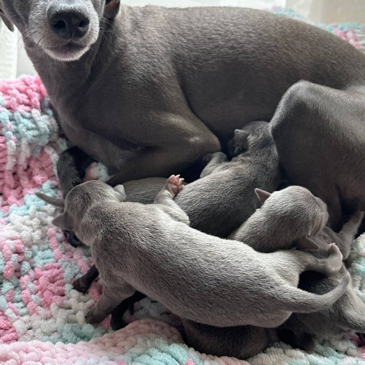 Весенние крошки. Профессиональный питомник левреток РКФ/FCI ASTI SAPPHIRE 💎 Сочи|Санкт-Петербург