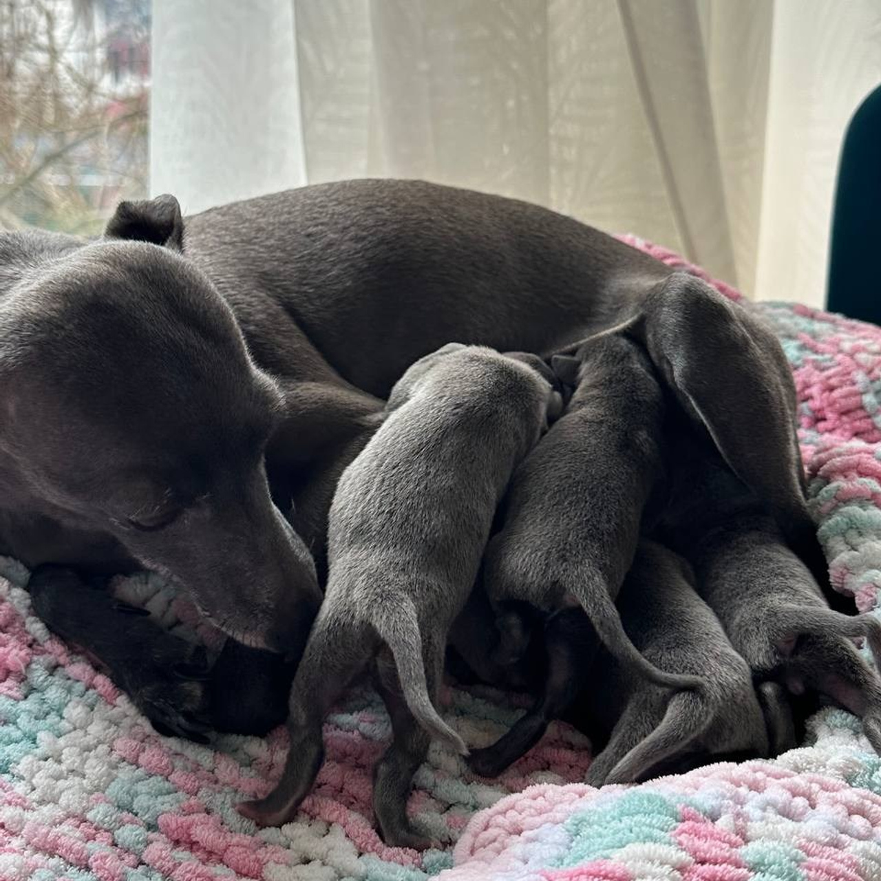 Весенние крошки. Профессиональный питомник левреток РКФ/FCI ASTI SAPPHIRE 💎 Сочи|Санкт-Петербург