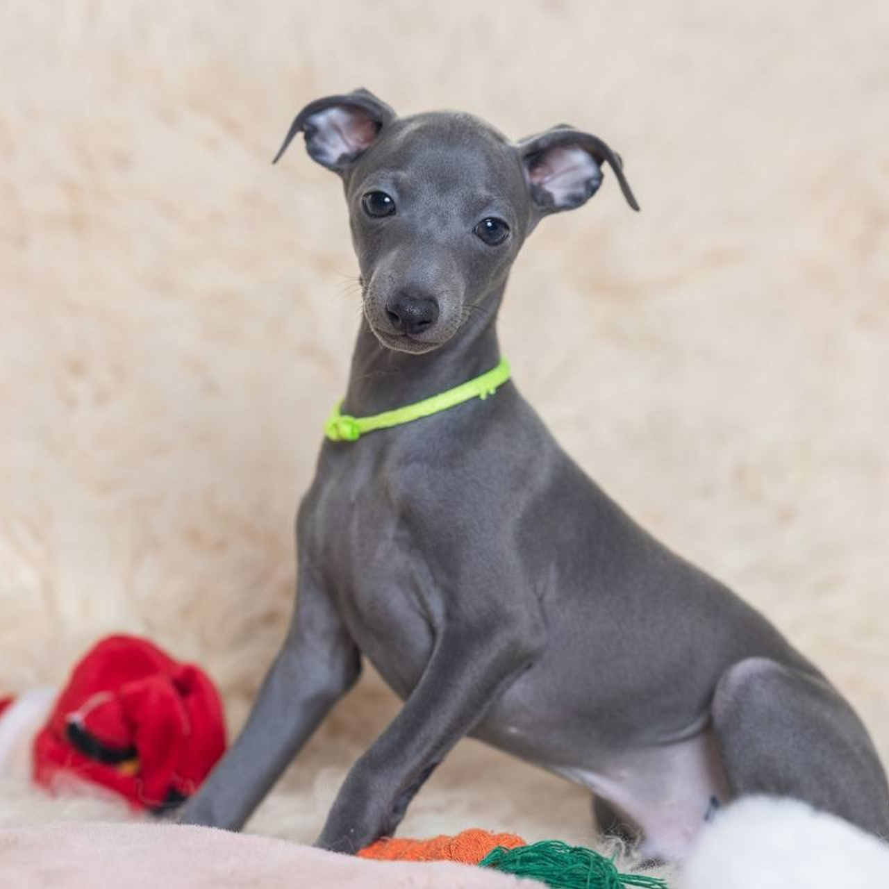 Asti Sapphire Tsezar Ruier Empire. Профессиональный питомник левреток РКФ/FCI ASTI SAPPHIRE 💎 Сочи|Санкт-Петербург