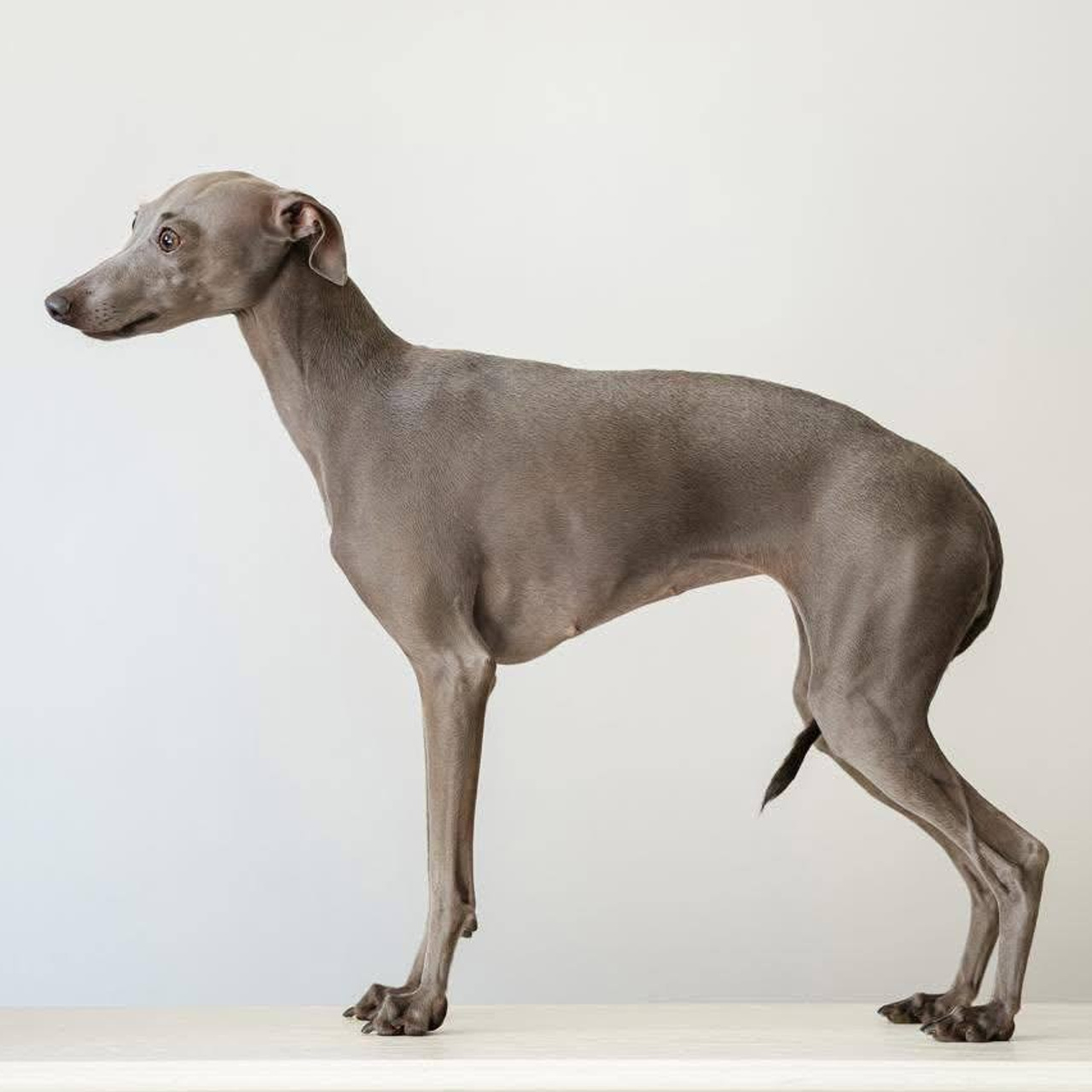 Asti Sapphire Eveline Fler-De-Lys. Профессиональный питомник левреток РКФ/FCI ASTI SAPPHIRE 💎 Сочи|Санкт-Петербург