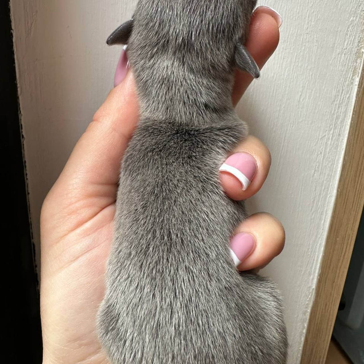 Весенние крошки. Профессиональный питомник левреток РКФ/FCI ASTI SAPPHIRE 💎 Сочи|Санкт-Петербург