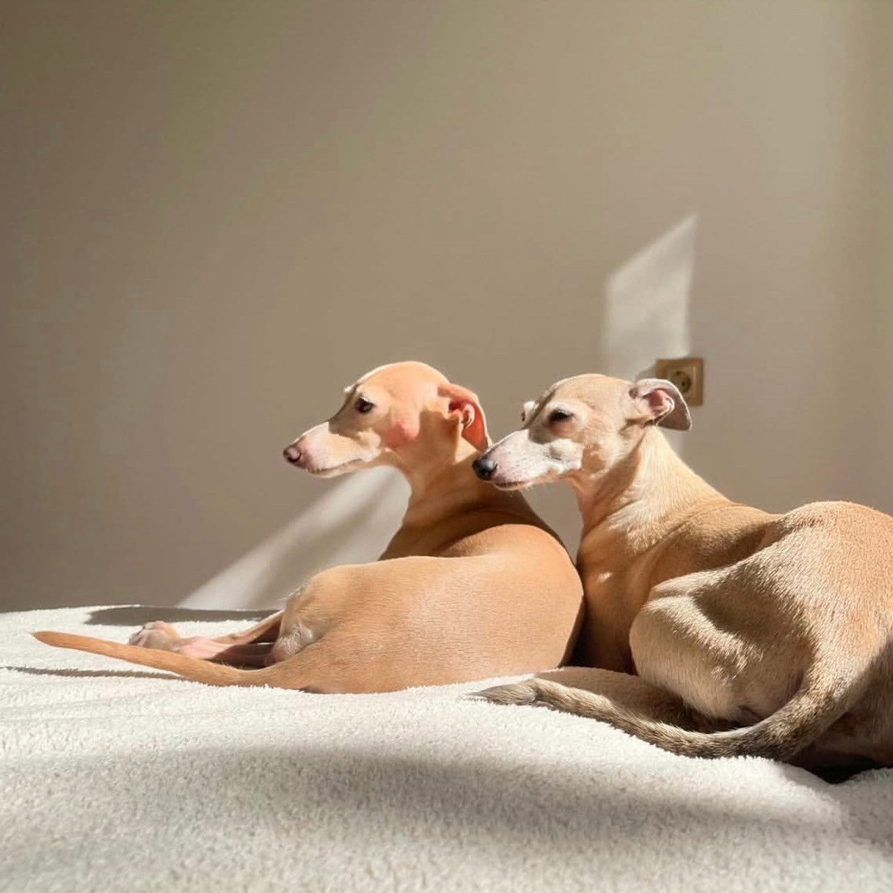 Отзывы. Профессиональный питомник левреток РКФ/FCI ASTI SAPPHIRE 💎 Сочи|Санкт-Петербург