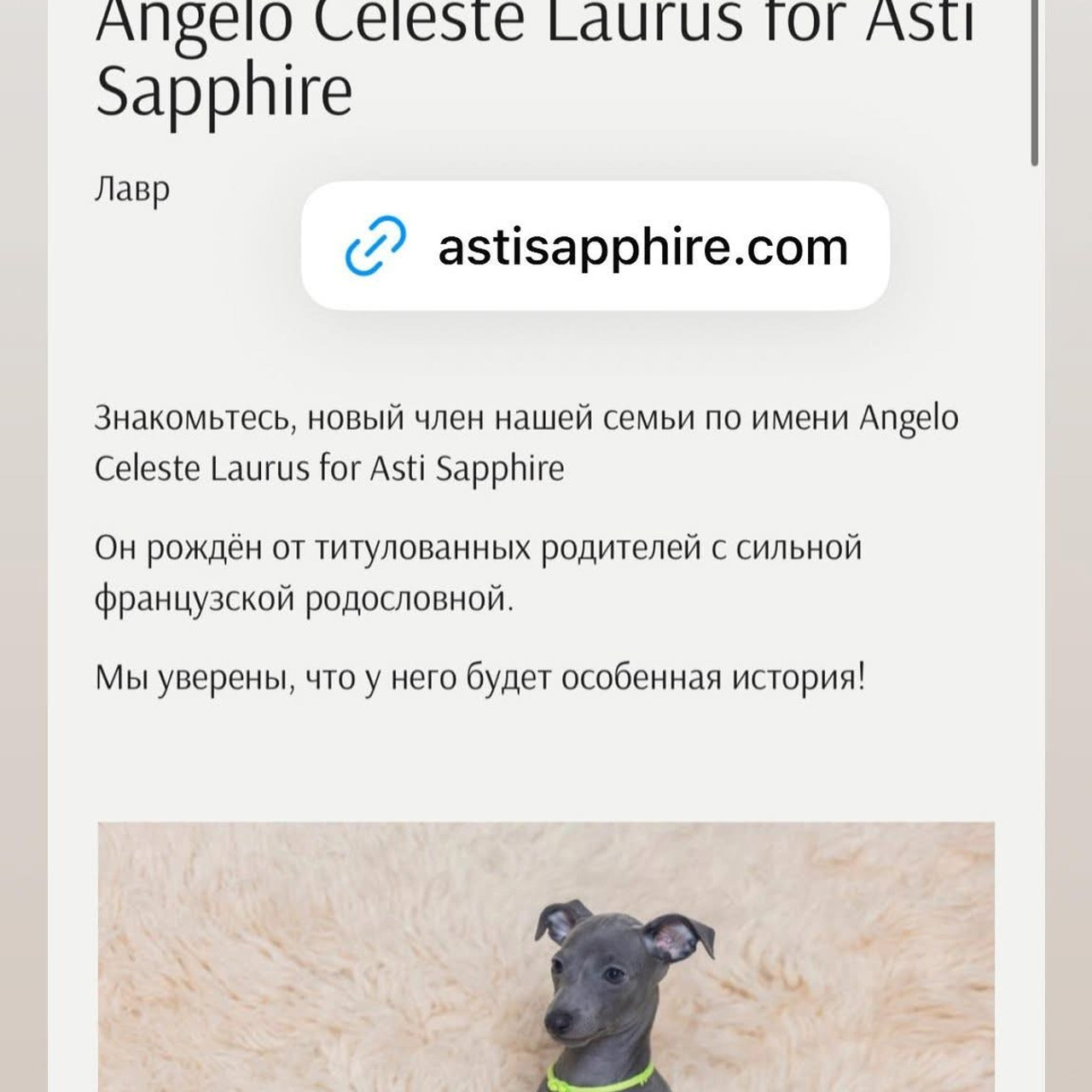 Итоги марта. Профессиональный питомник левреток РКФ/FCI ASTI SAPPHIRE 💎 Сочи|Санкт-Петербург