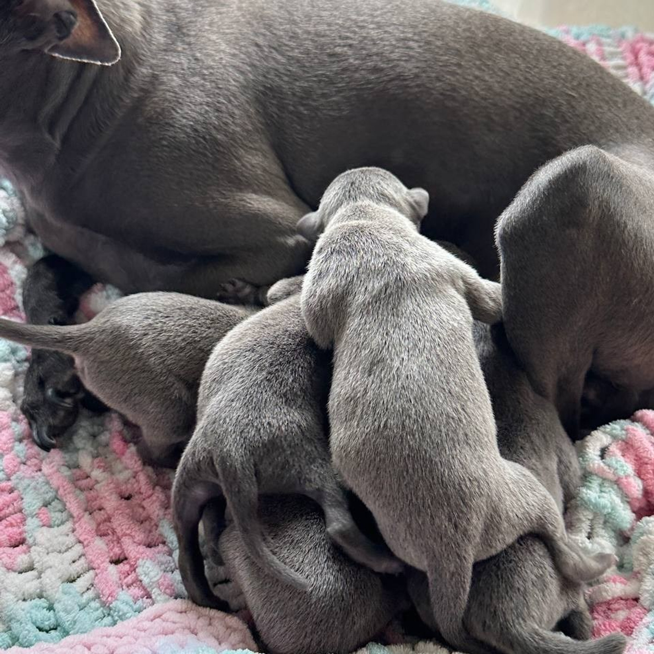 Весенние крошки. Профессиональный питомник левреток РКФ/FCI ASTI SAPPHIRE 💎 Сочи|Санкт-Петербург