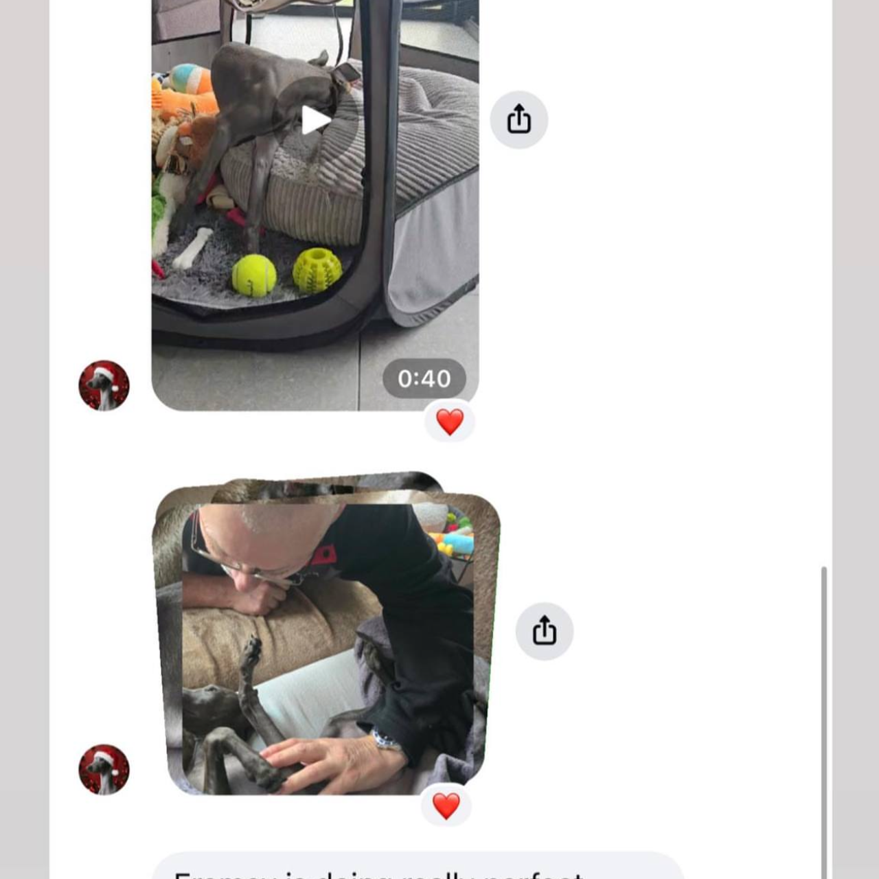 Отзывы от наших любимых владельцев. Профессиональный питомник левреток РКФ/FCI ASTI SAPPHIRE 💎 Сочи|Санкт-Петербург