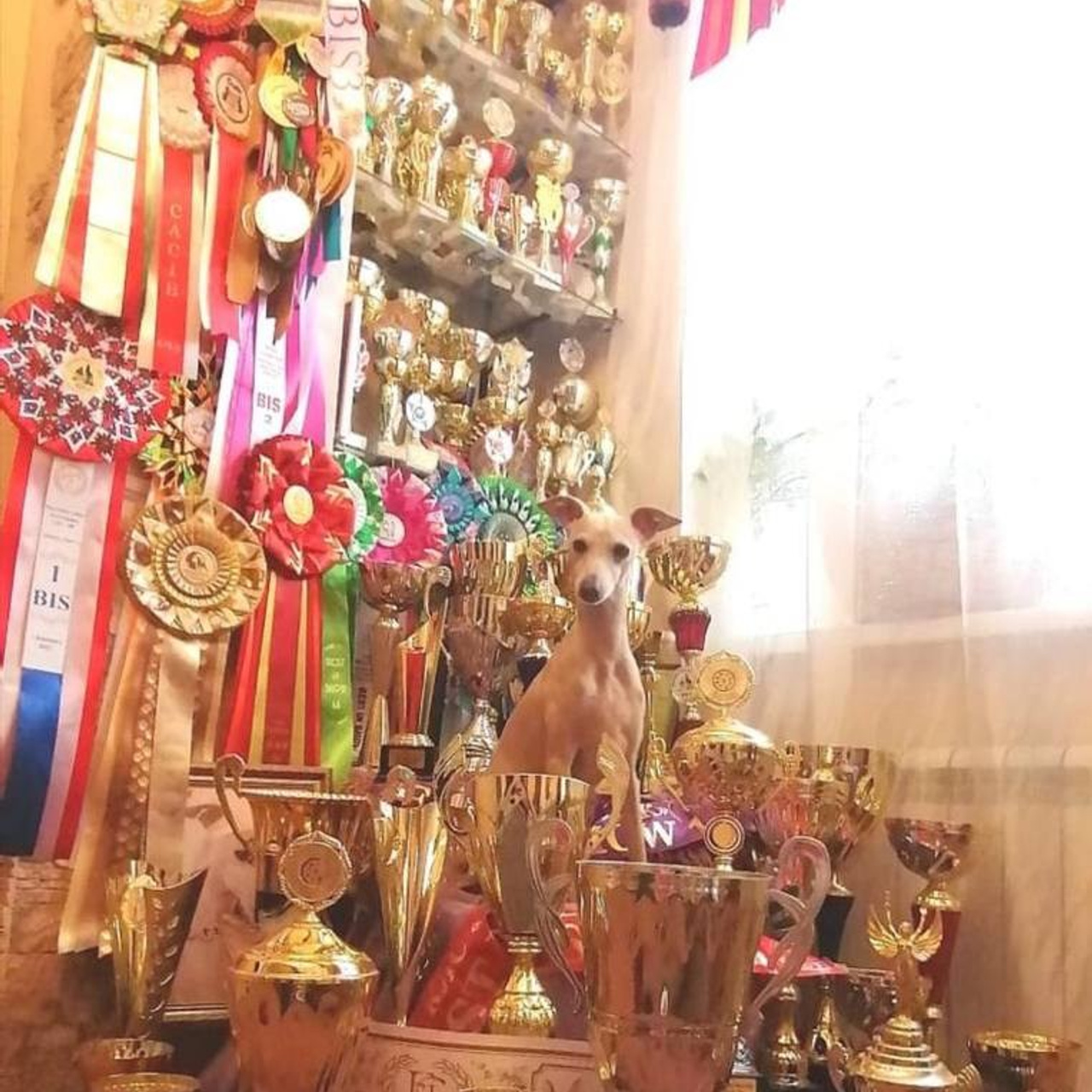 Черный бриллиант. Профессиональный питомник левреток РКФ/FCI ASTI SAPPHIRE 💎 Сочи|Санкт-Петербург