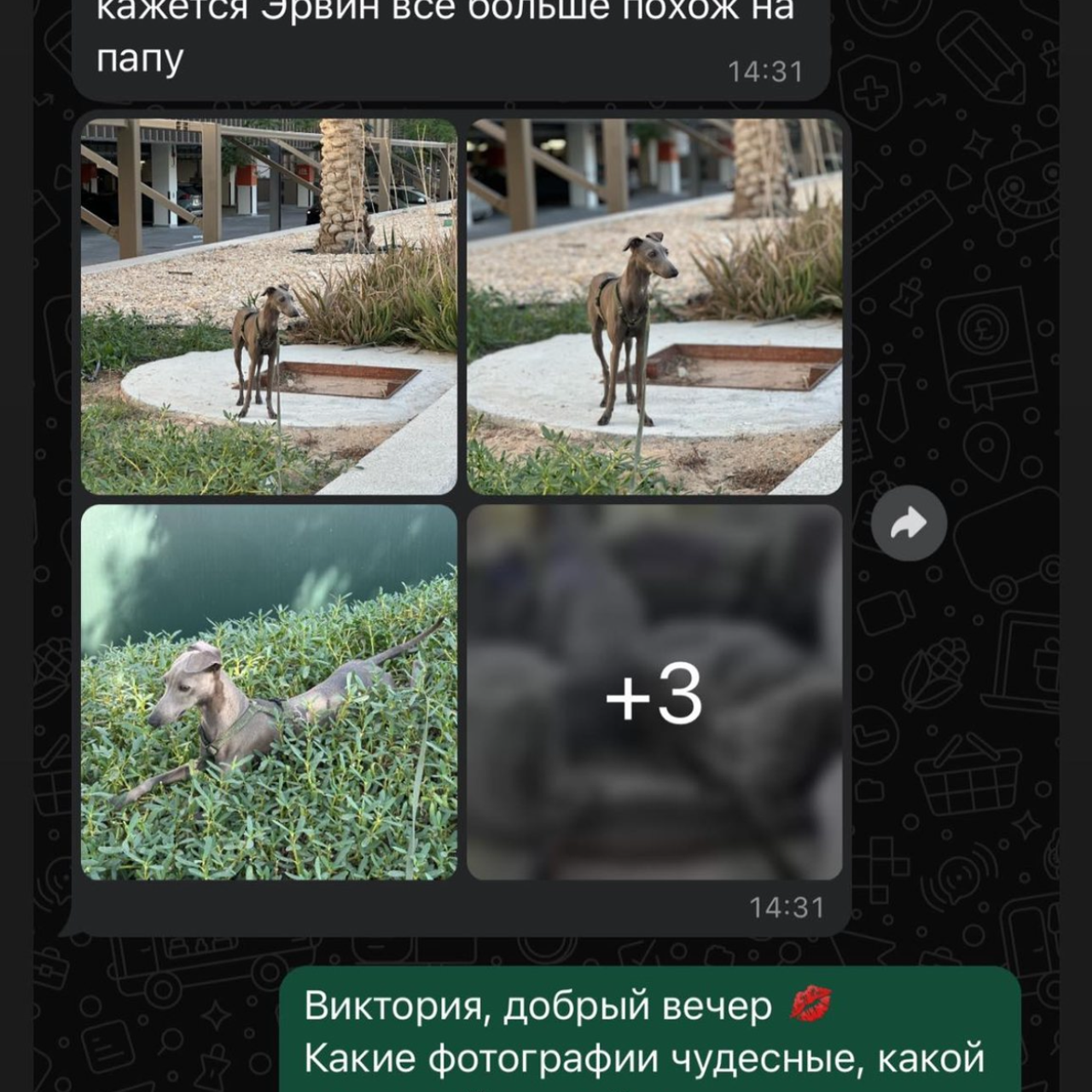 Отзывы от наших любимых владельцев. Профессиональный питомник левреток РКФ/FCI ASTI SAPPHIRE 💎 Сочи|Санкт-Петербург