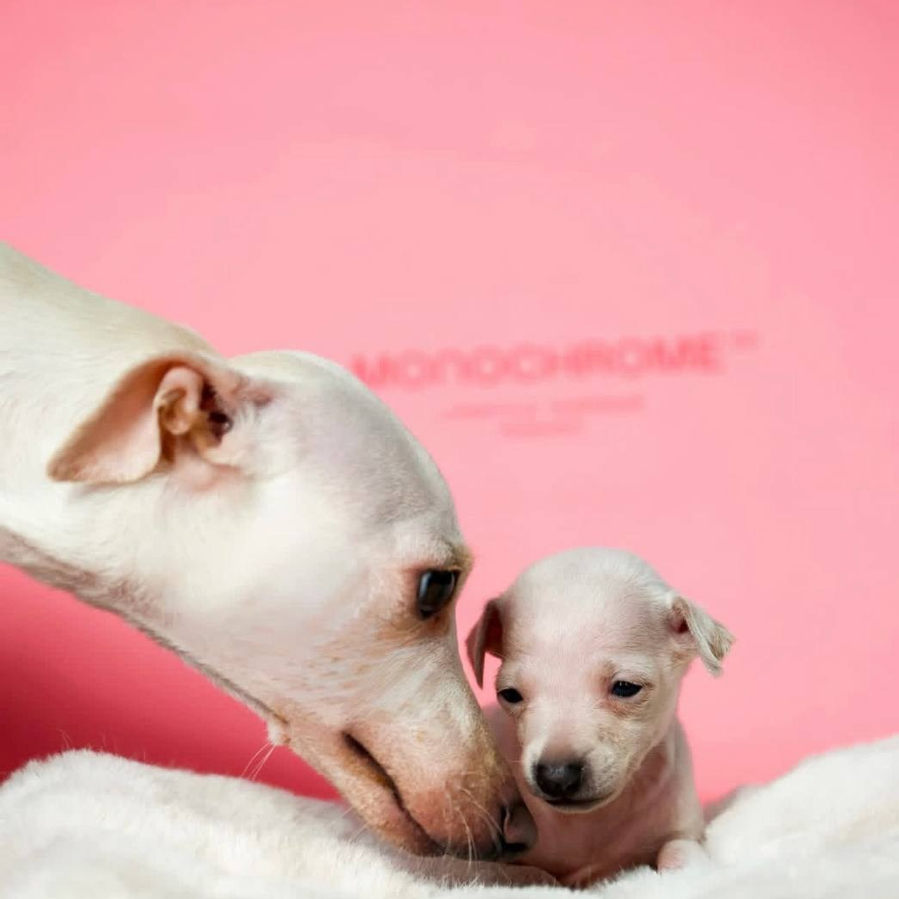 Альбомы с фотографиями щенков левретки. Профессиональный питомник левреток РКФ/FCI ASTI SAPPHIRE 💎 Сочи|Санкт-Петербург