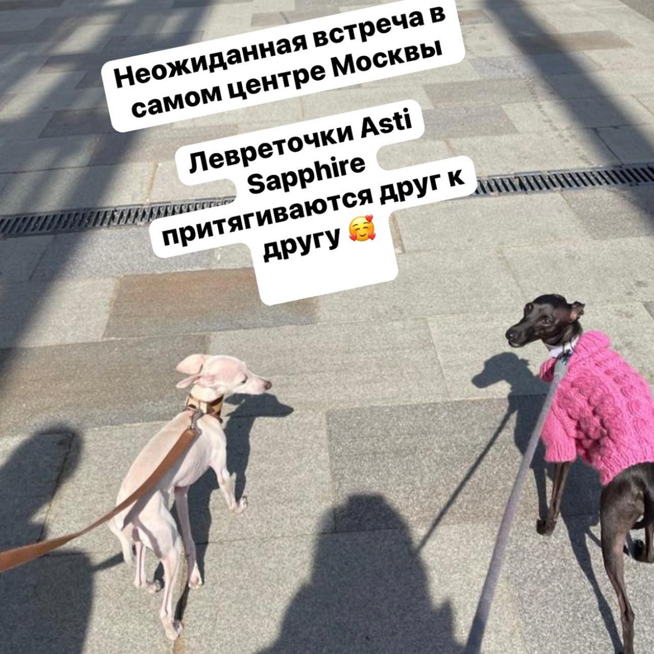 Отзывы от наших любимых владельцев. Профессиональный питомник левреток РКФ/FCI ASTI SAPPHIRE 💎 Сочи|Санкт-Петербург