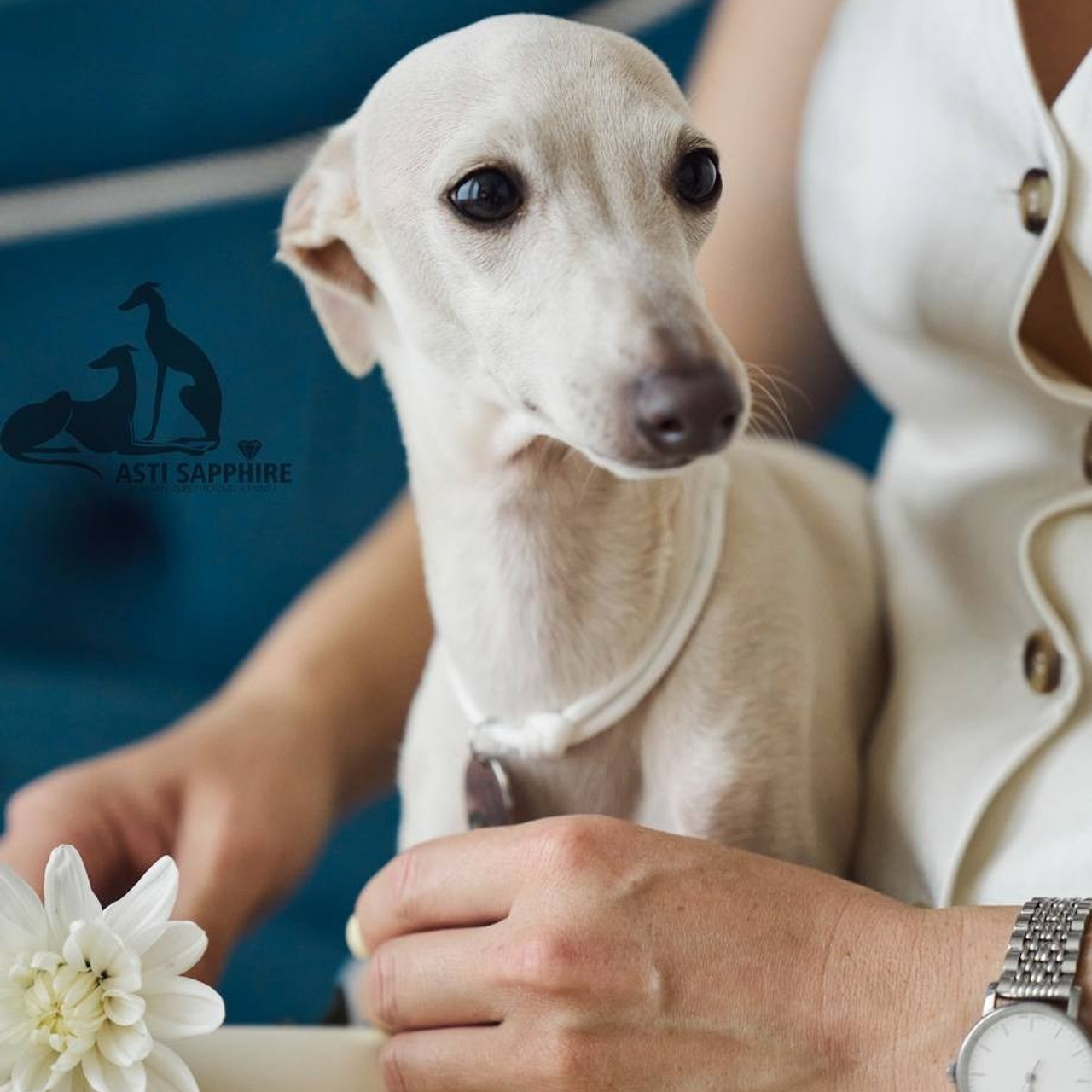 Asti Sapphire Jasmine. Профессиональный питомник левреток РКФ/FCI ASTI SAPPHIRE 💎 Сочи|Санкт-Петербург