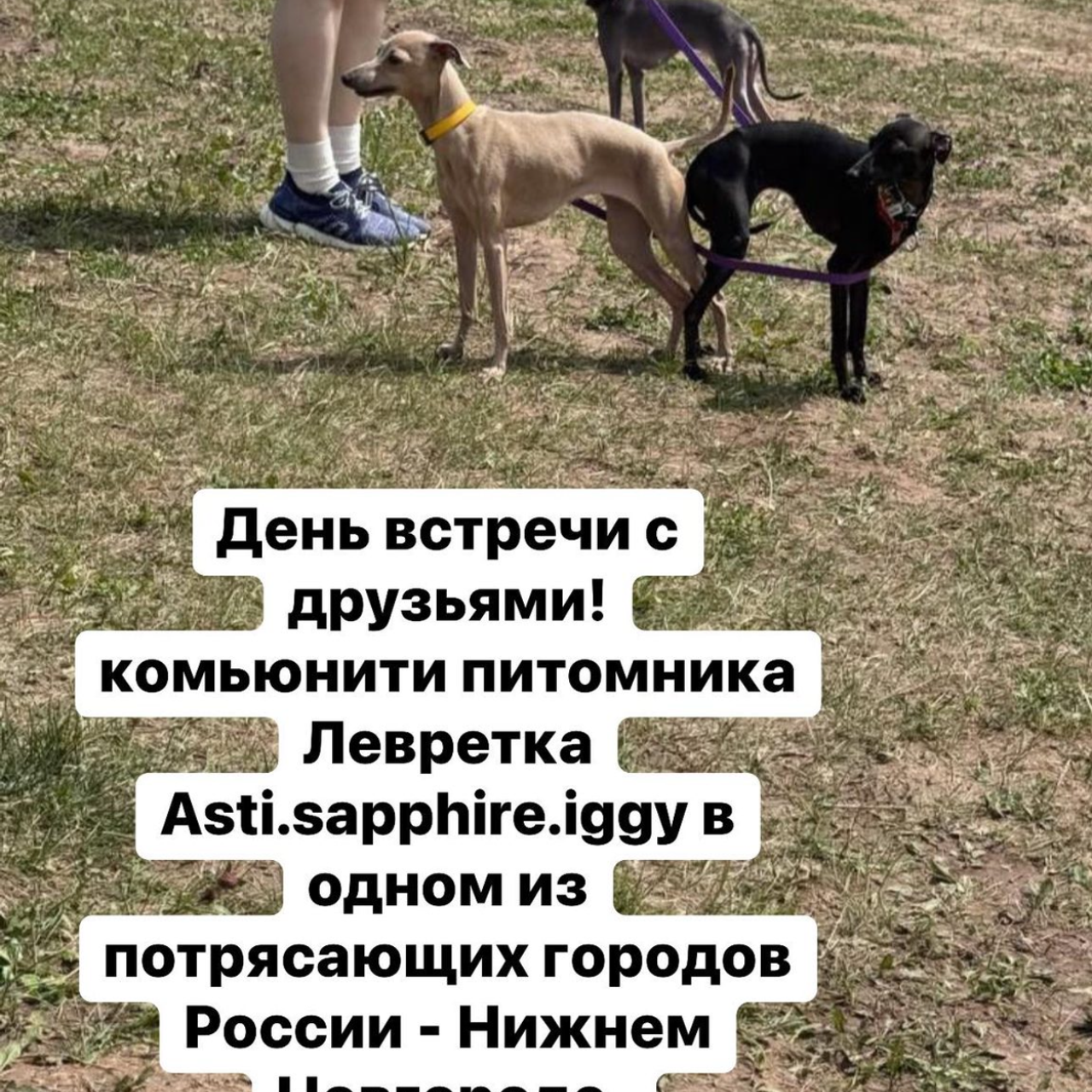 Отзывы от наших любимых владельцев. Профессиональный питомник левреток РКФ/FCI ASTI SAPPHIRE 💎 Сочи|Санкт-Петербург