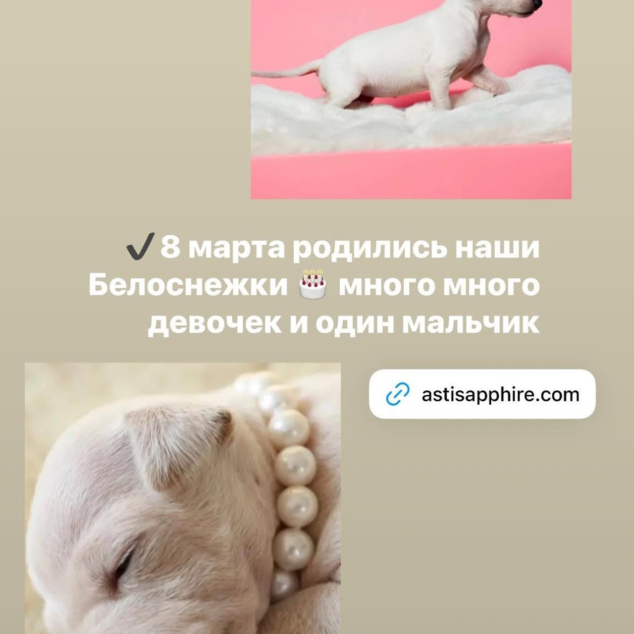 Итоги марта. Профессиональный питомник левреток РКФ/FCI ASTI SAPPHIRE 💎 Сочи|Санкт-Петербург