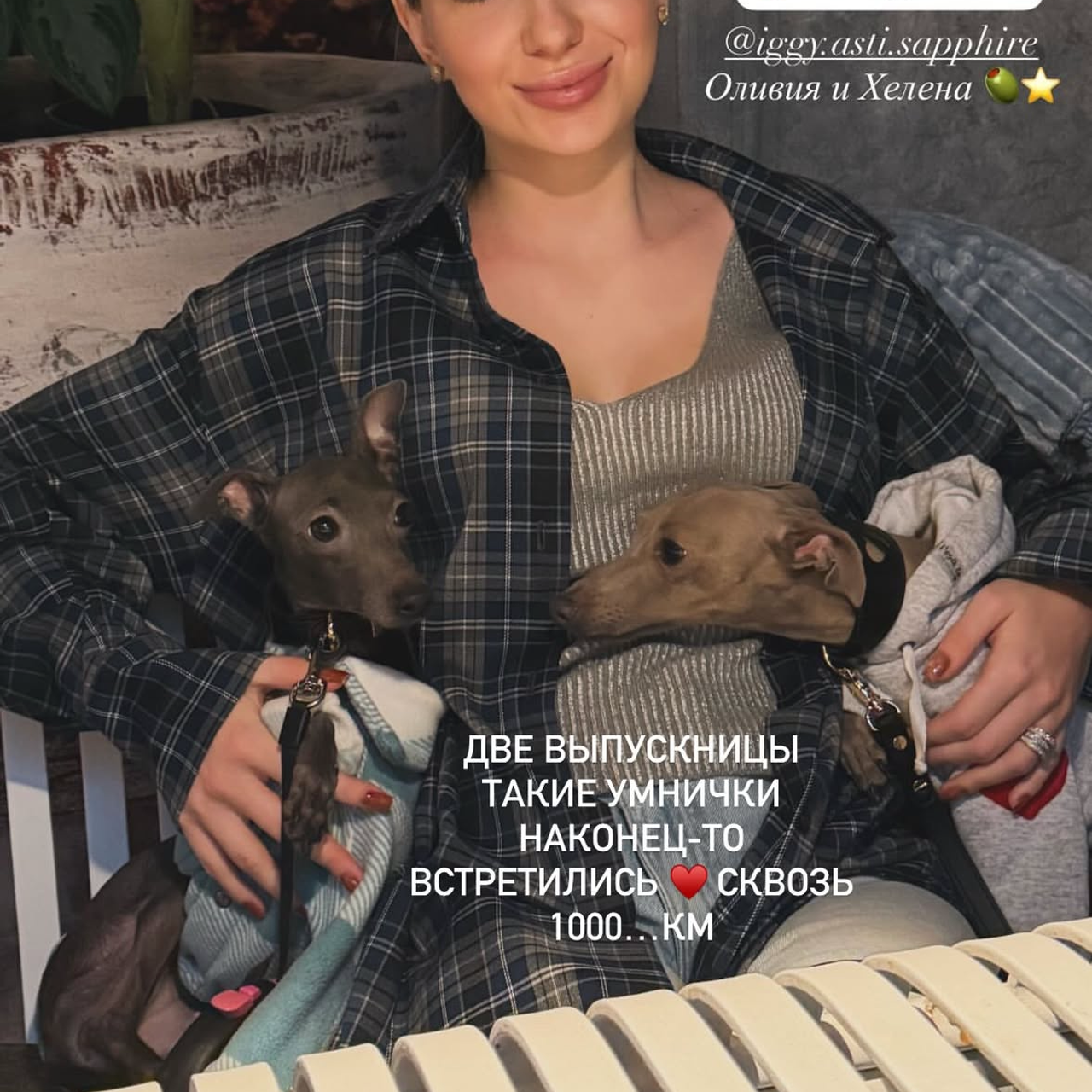 Отзывы от наших любимых владельцев. Профессиональный питомник левреток РКФ/FCI ASTI SAPPHIRE 💎 Сочи|Санкт-Петербург